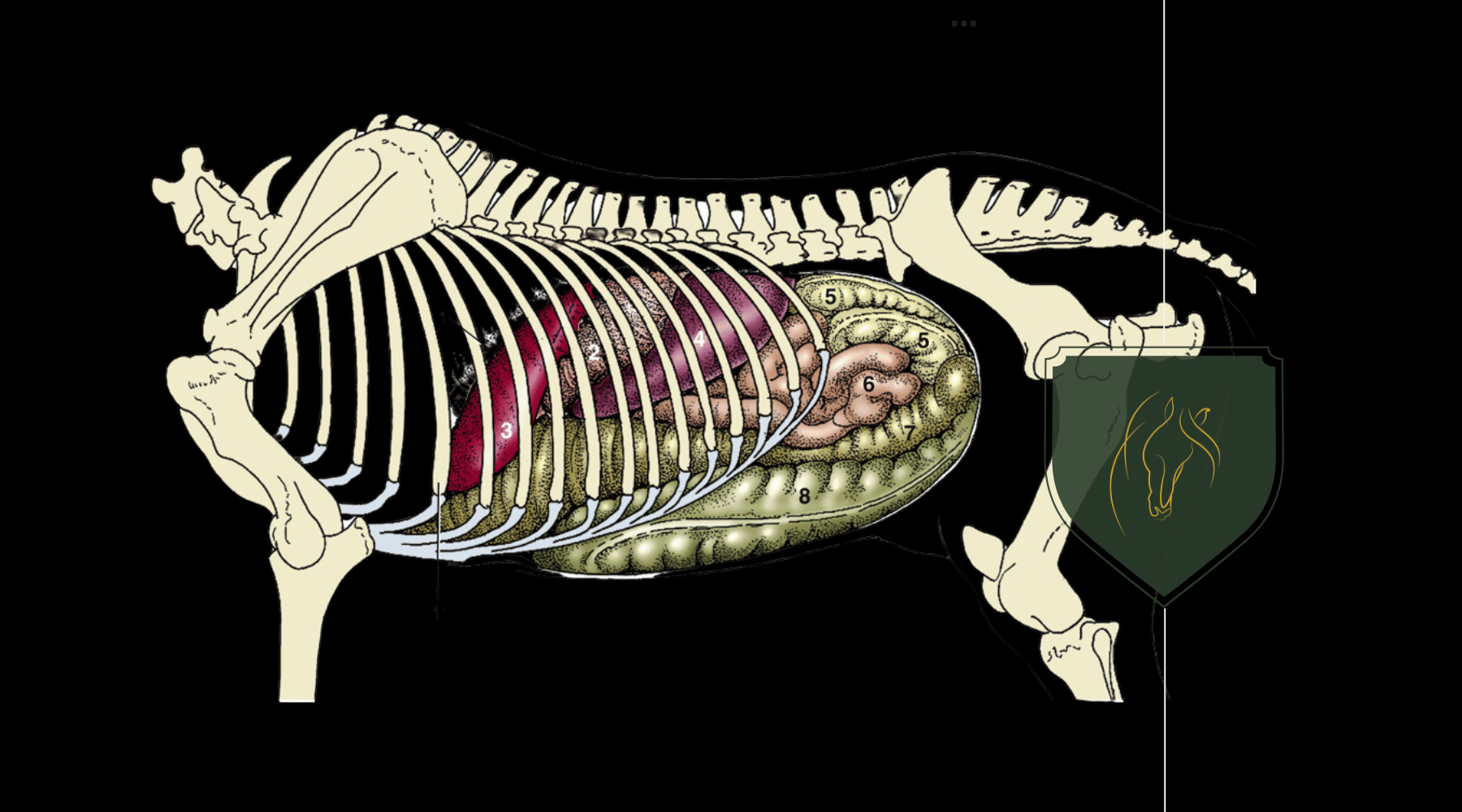 How Many Stomachs Does a Horse Have? Understanding Equine Digestion