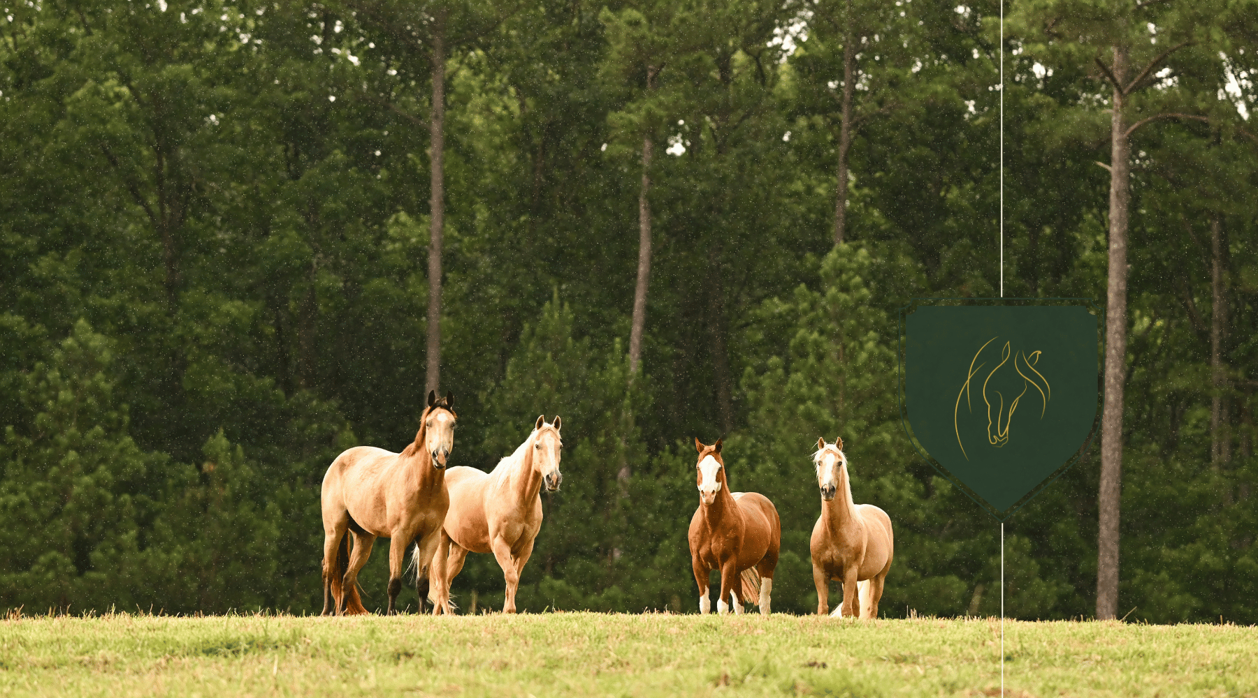 How Tall Are Horses? Understanding Equine Measurements and Breed Heights