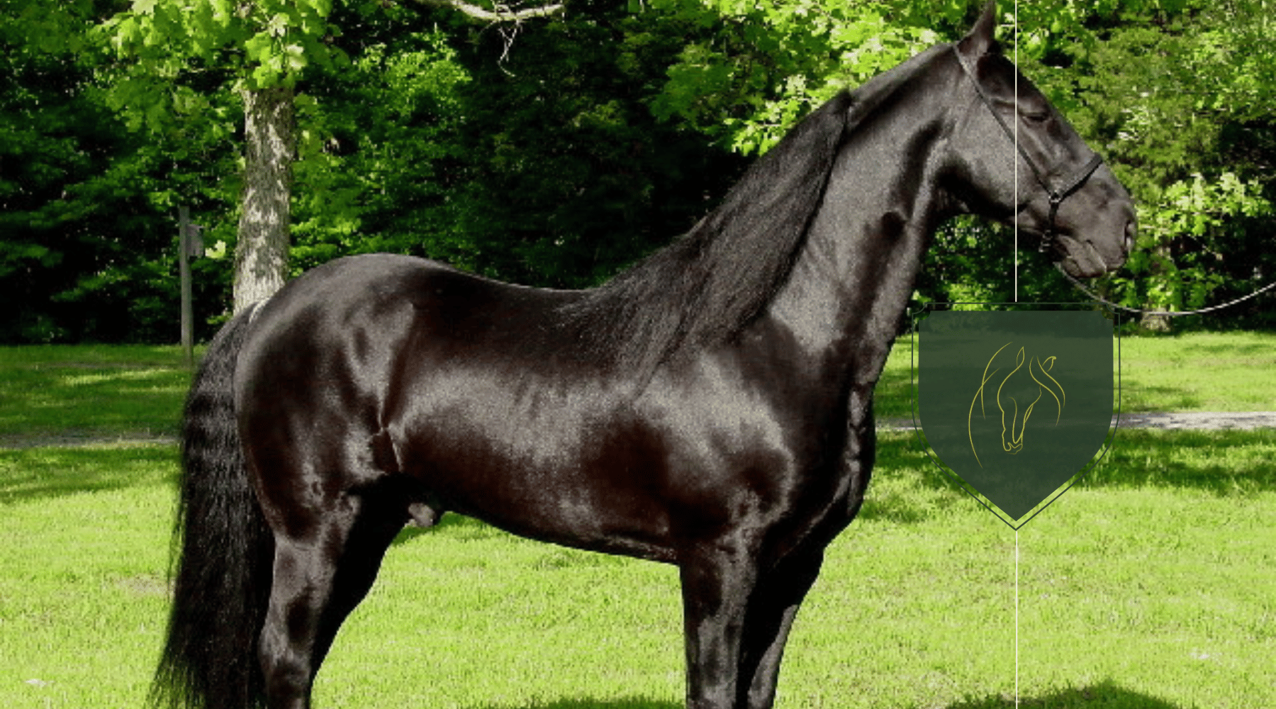 Unlocking the Smooth Ride: What Is a Gaited Horse?