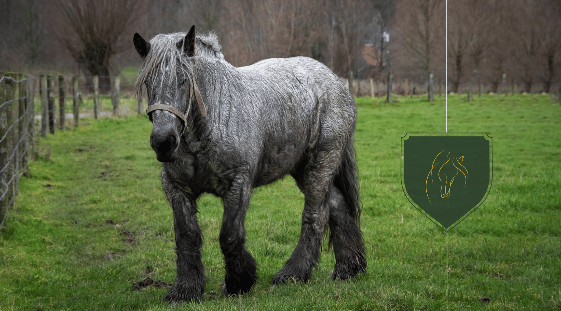 What is a Draft Horse?