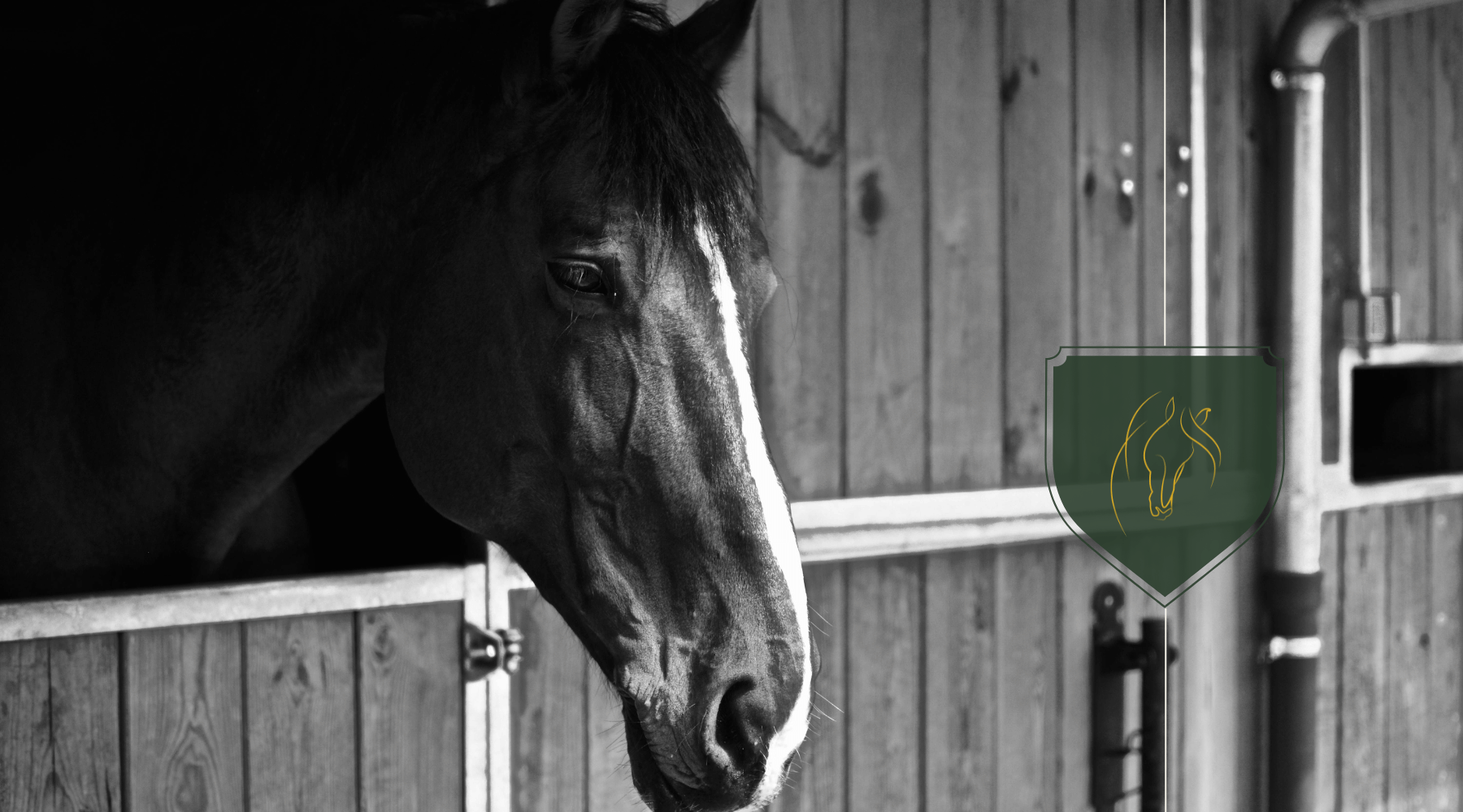 Do Horses Sleep Standing Up? Unveiling Equine Sleep Patterns