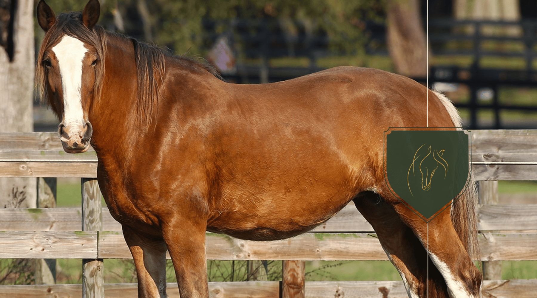 The Cost of Owning a Clydesdale Horse: Purchase Price & Upkeep