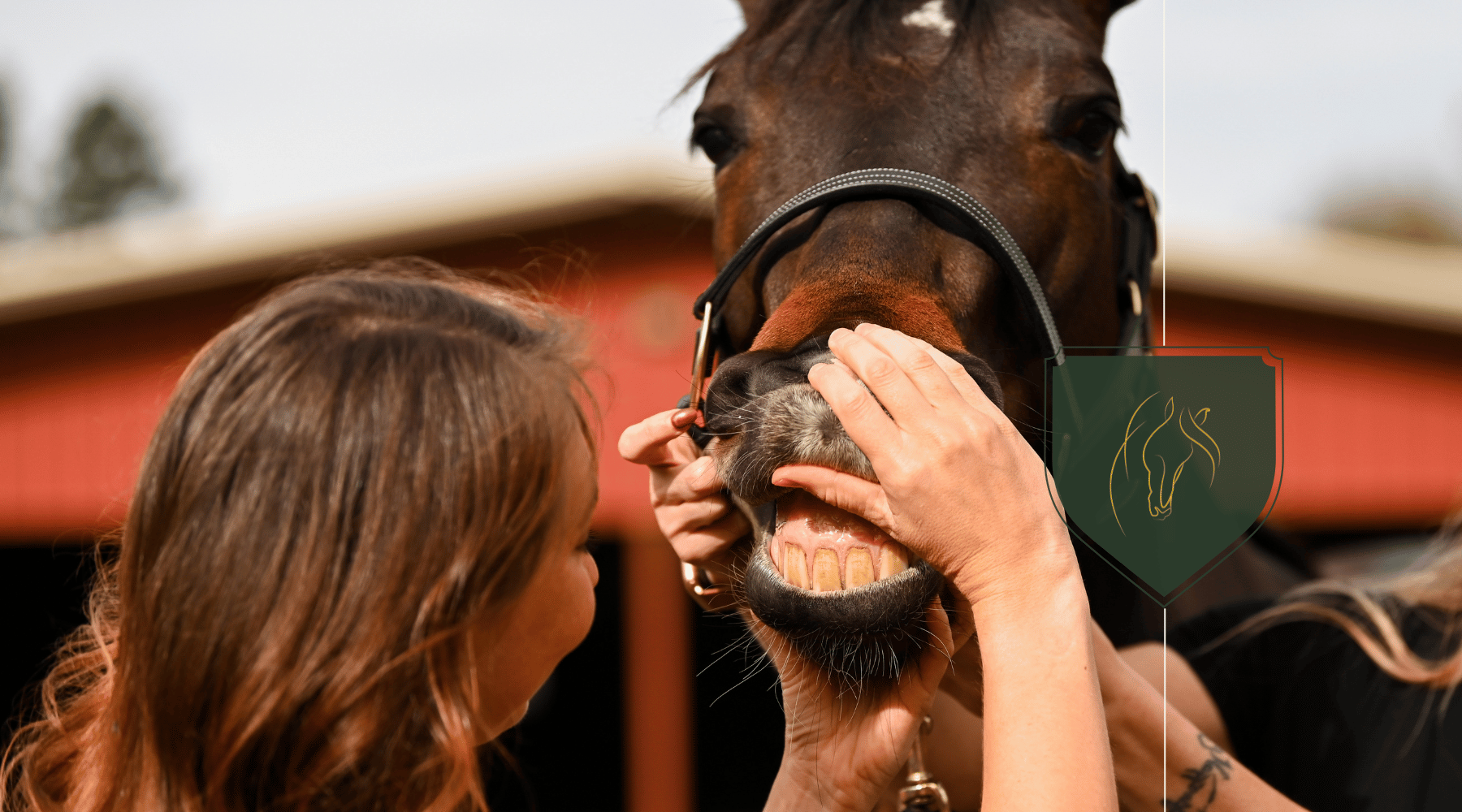 Understanding Equine Dental Health: How Many Teeth Do Horses Have?