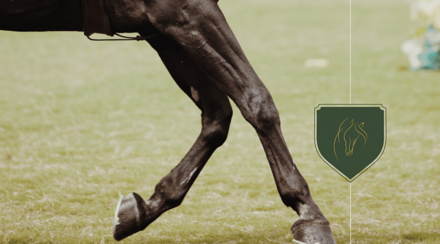 What Is a Chestnut on a Horse? Significance & Care Explained