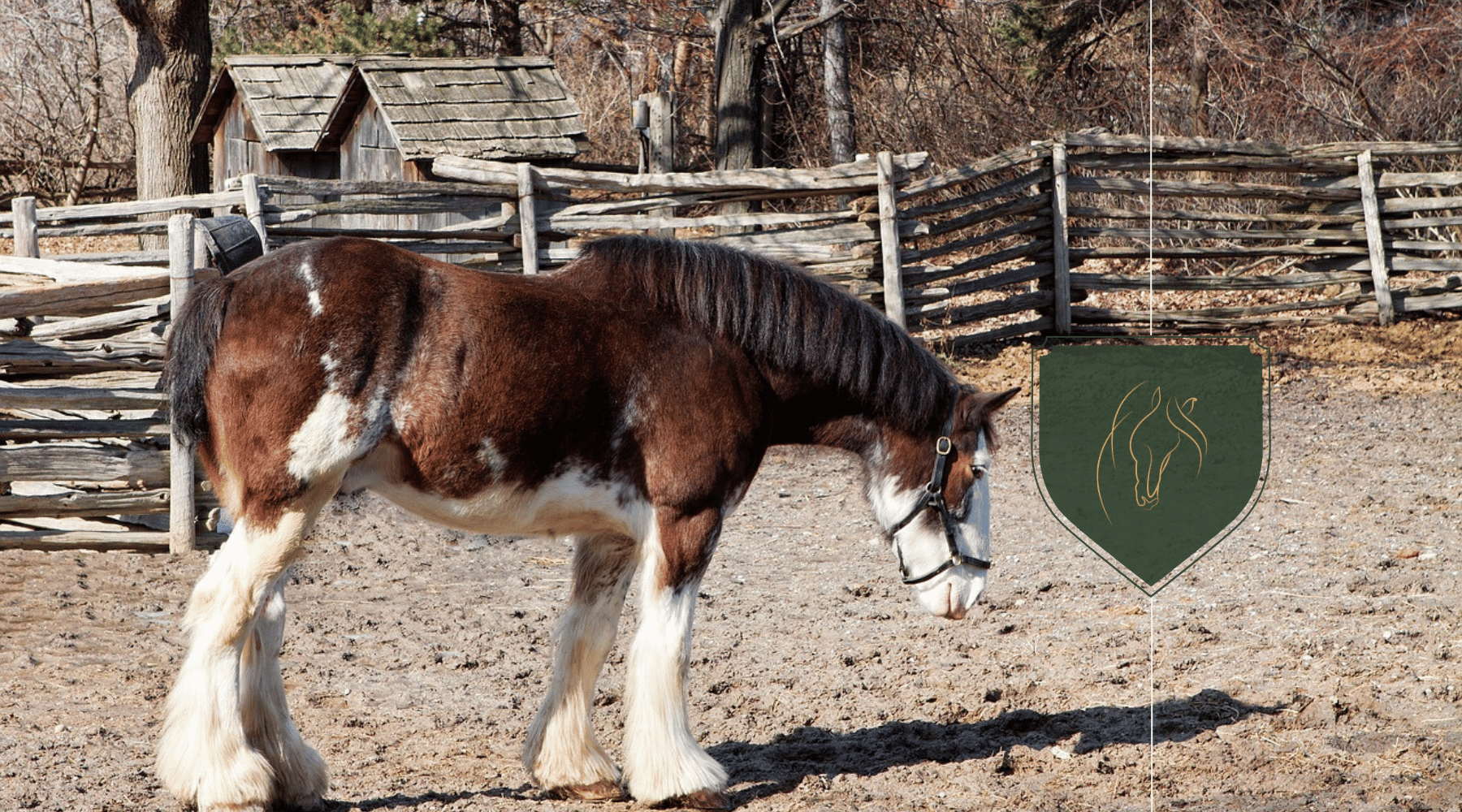 Top 5 Largest Horse Breeds: Discover the Majestic Giants of the Equine World