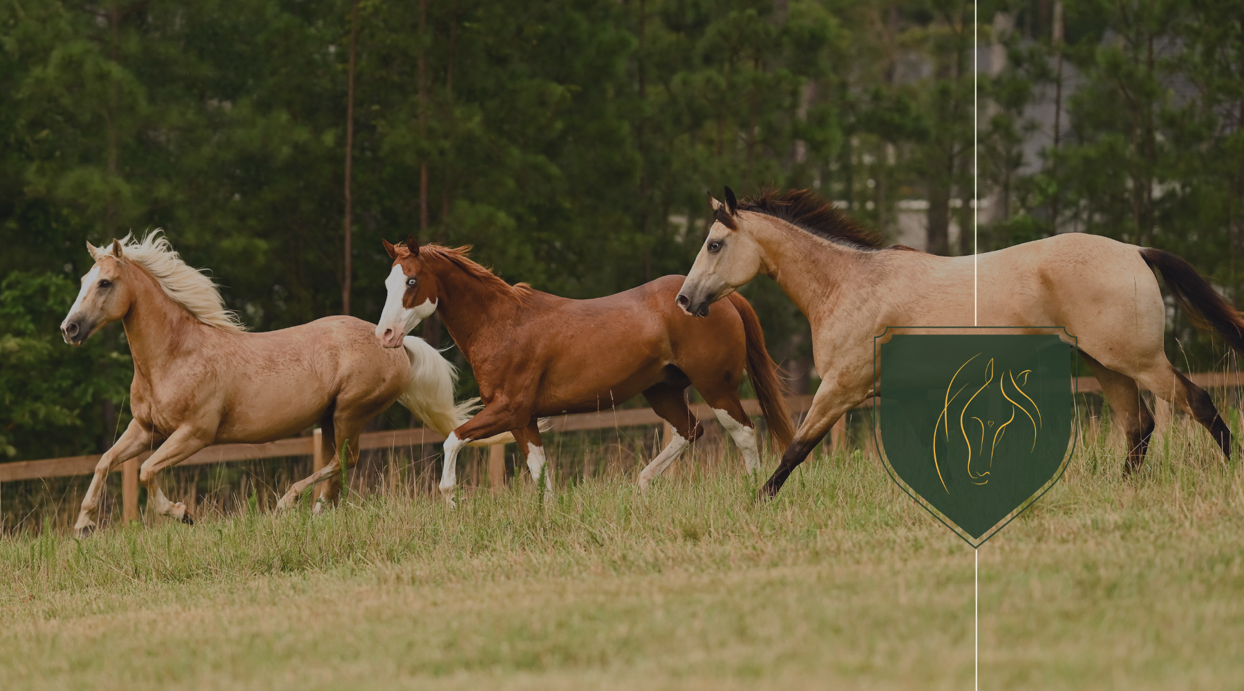 Keeping Horses Safe During Periods of Low Air Quality