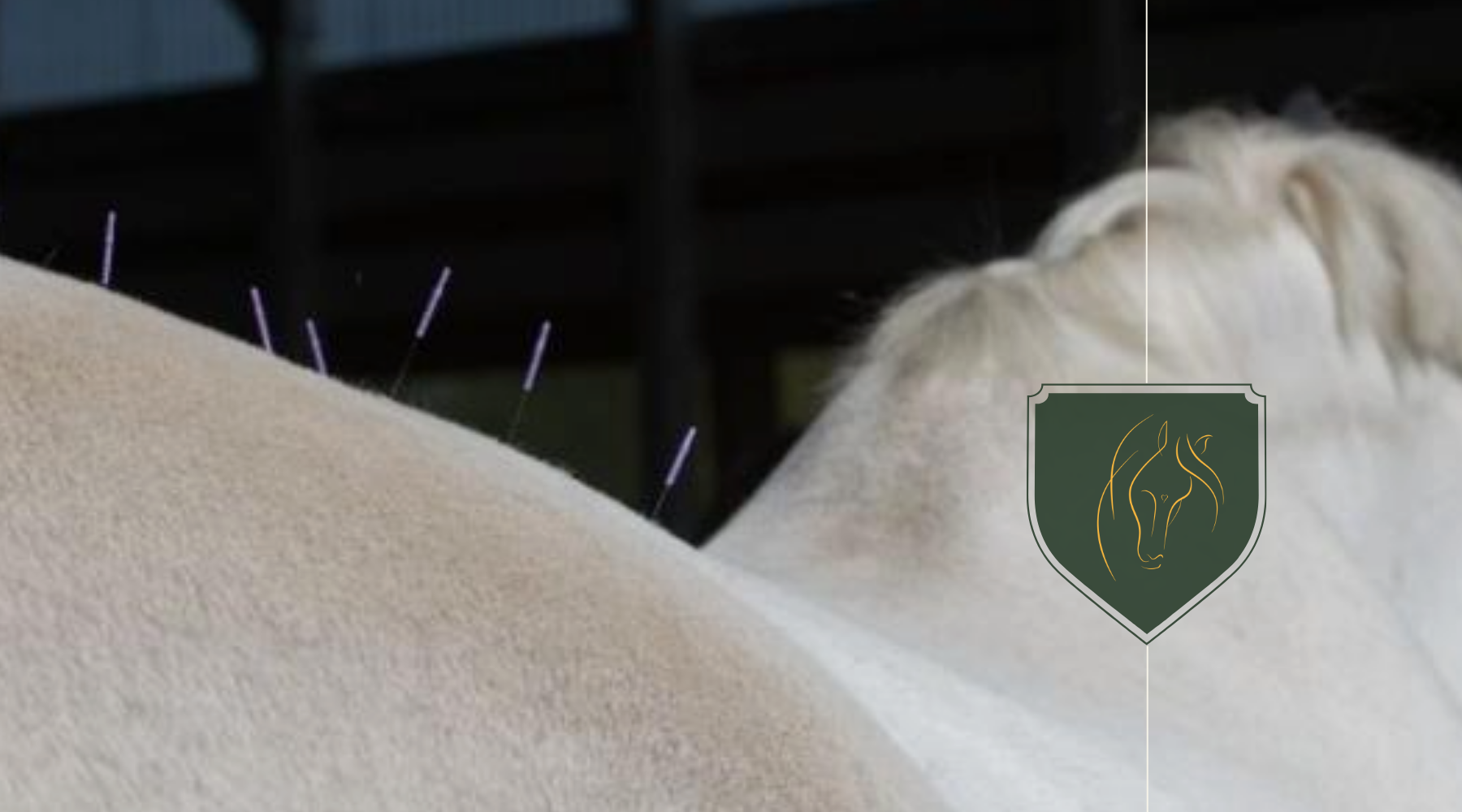 Acupuncture in Equine Therapy: Principles and Practices