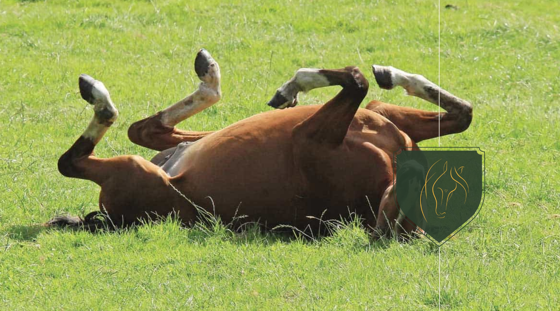 Colic in Horses: Understand, Manage, and Treat Gastrointestinal Issues