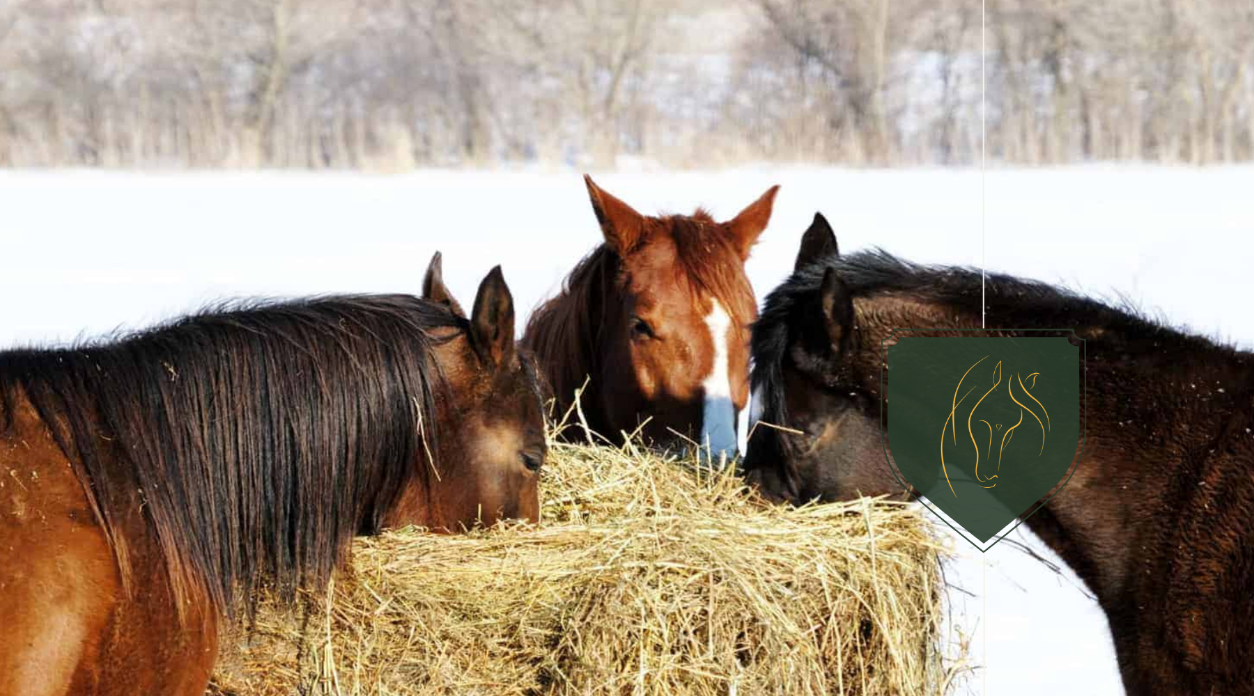 Do Horses Eat Hay? The Vital Role of Hay in a Horse's Diet