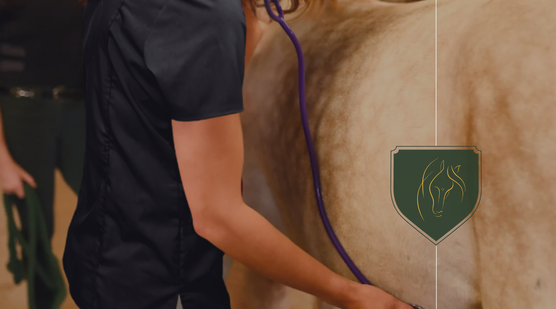 Essential Horse Injury Emergency Response: Recognizing Signs, When to Call Vet, and Taking Action