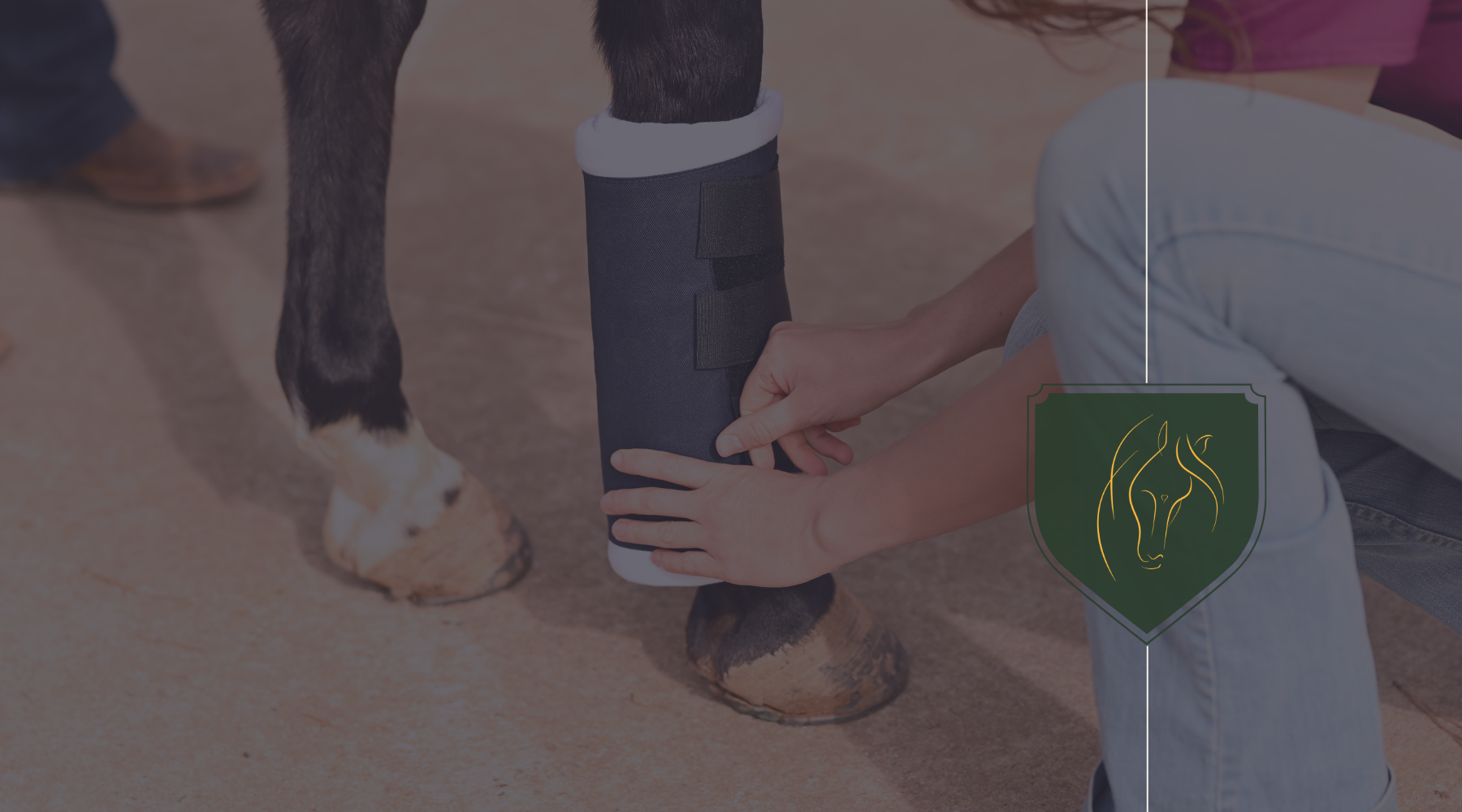 Immediate Care Guidelines for Equine Fractures