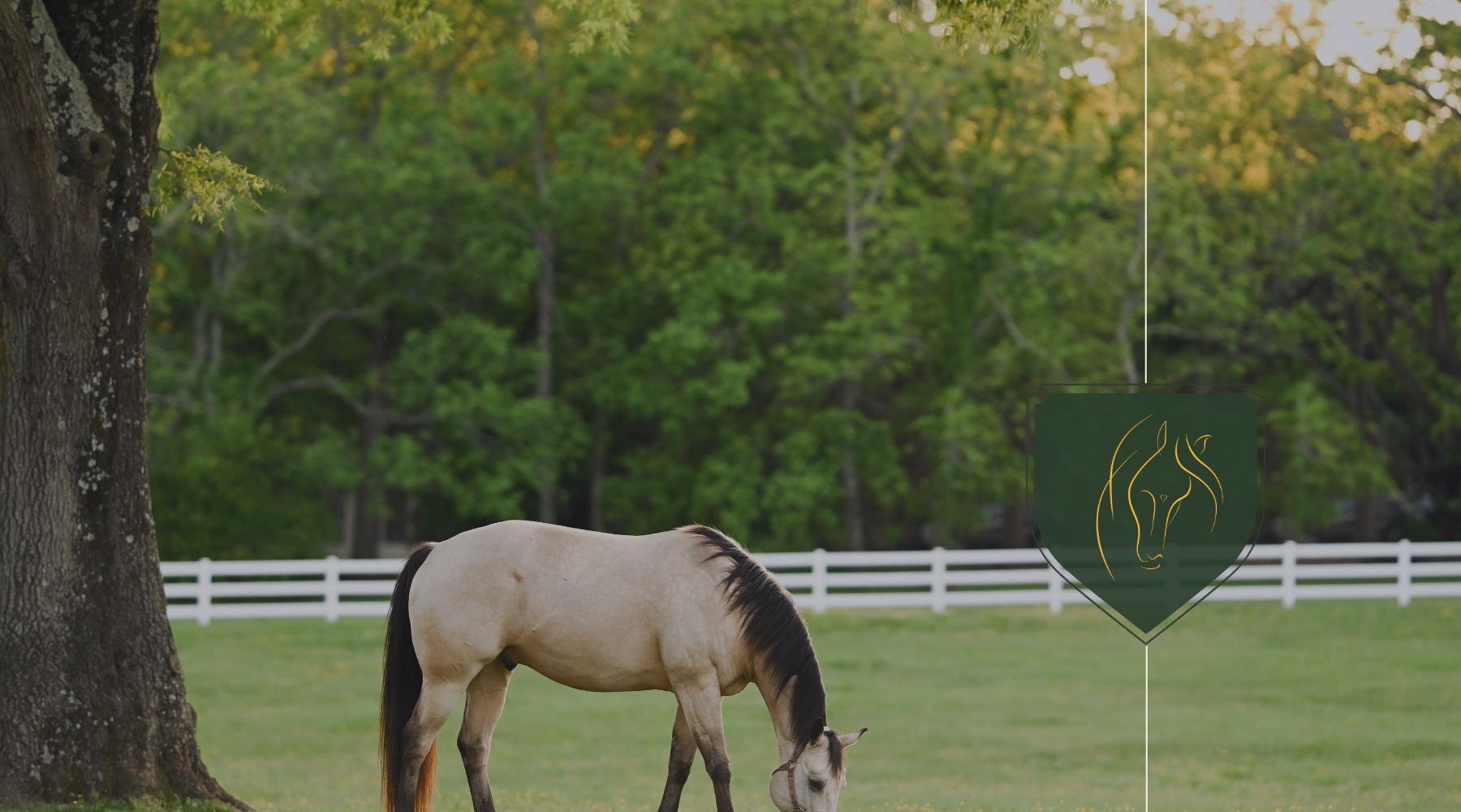 How to Feed your Horse for a Healthy Gut