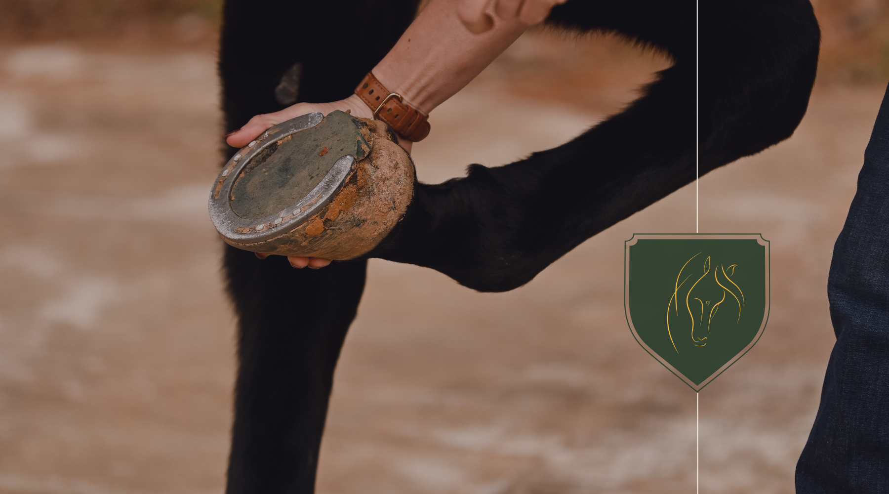 How to Choose a Farrier You Can Trust