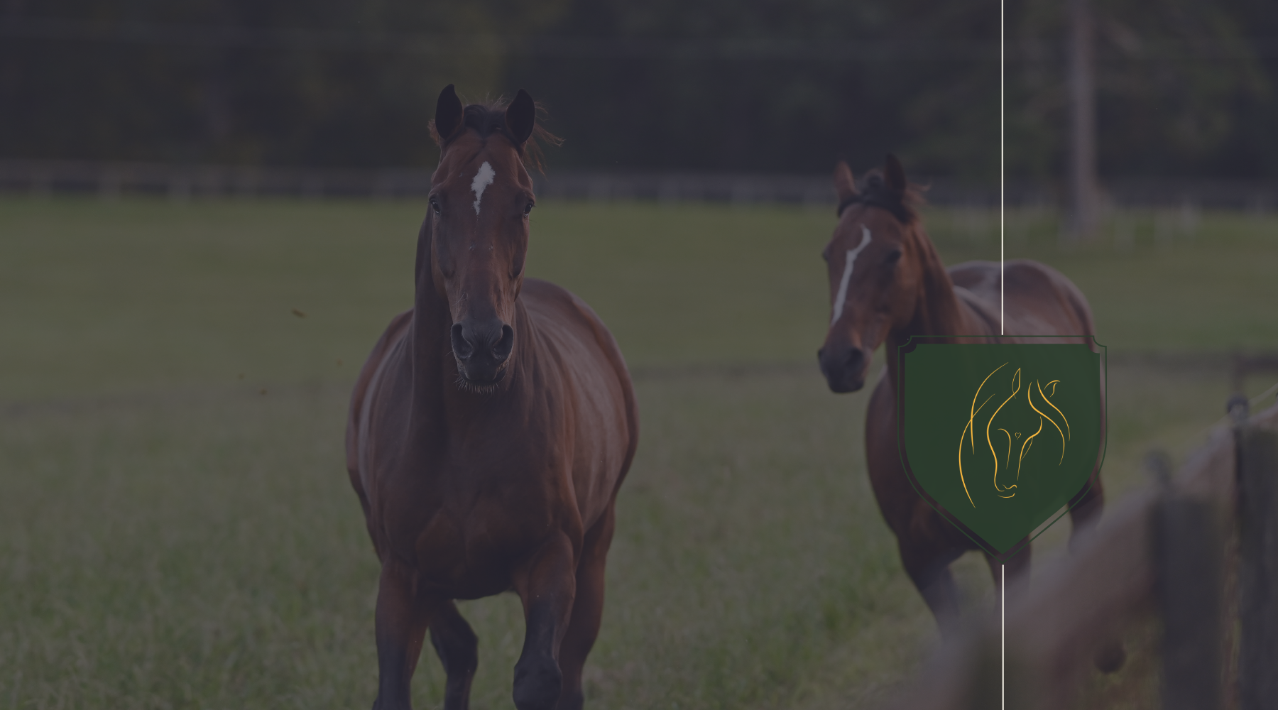 Quick Response to Heat Stroke in Horses: Effective First Aid Measures