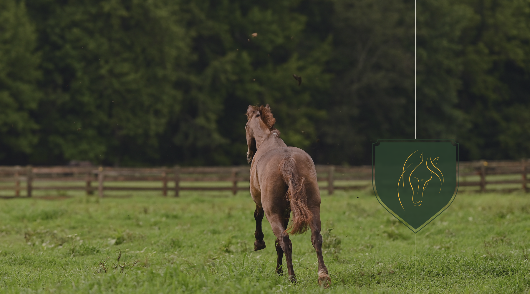Summer Sores "bug" Horses