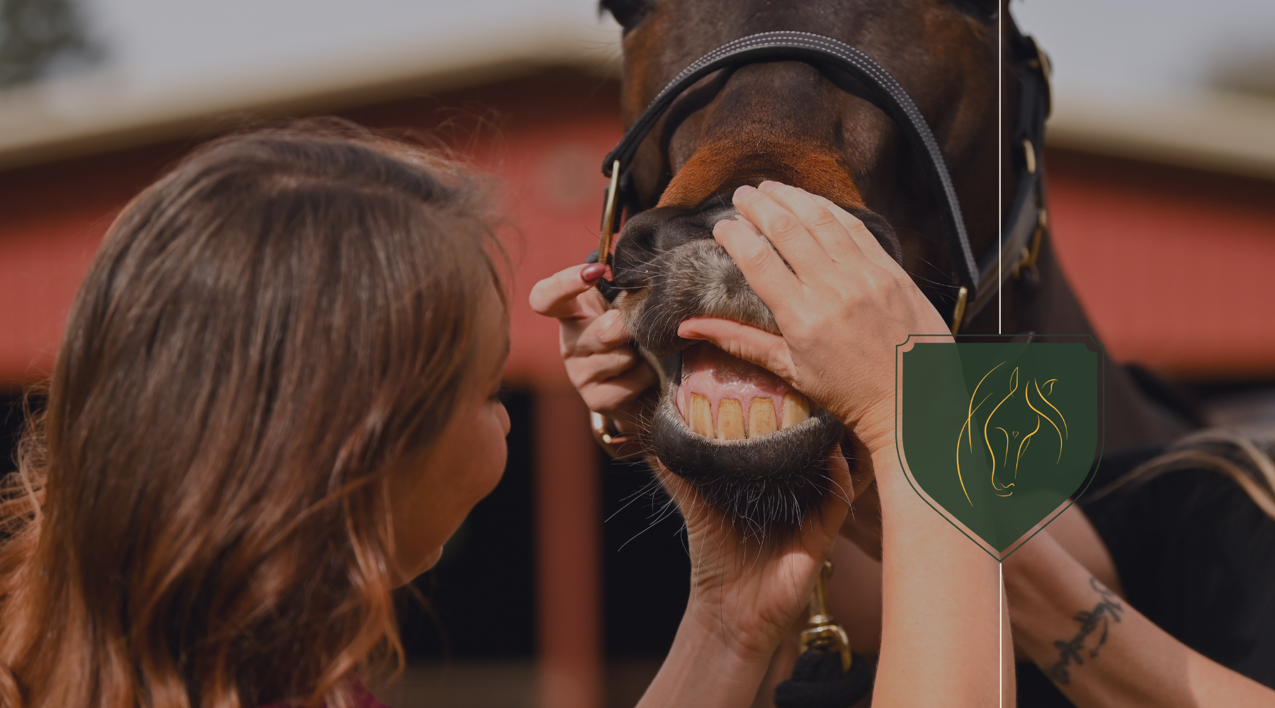 Why Your Horse Needs Dental Care