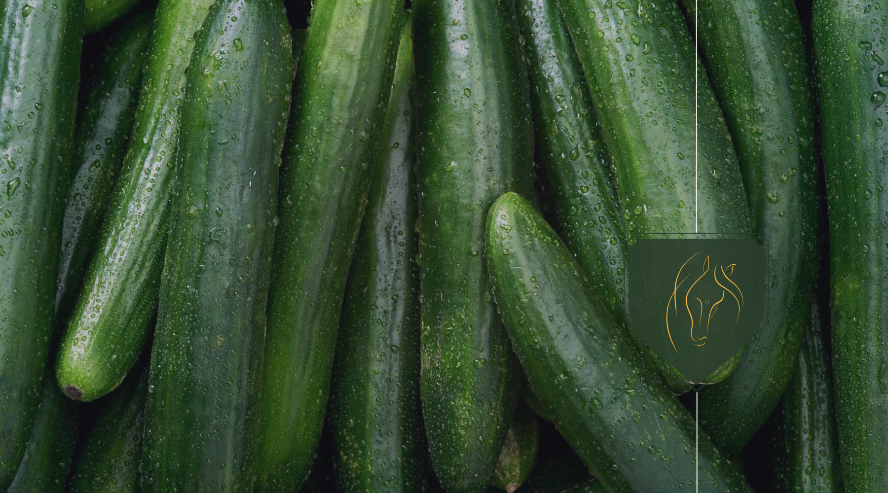 Can Horses Eat Cucumbers? Safe Feeding Tips & Guidelines