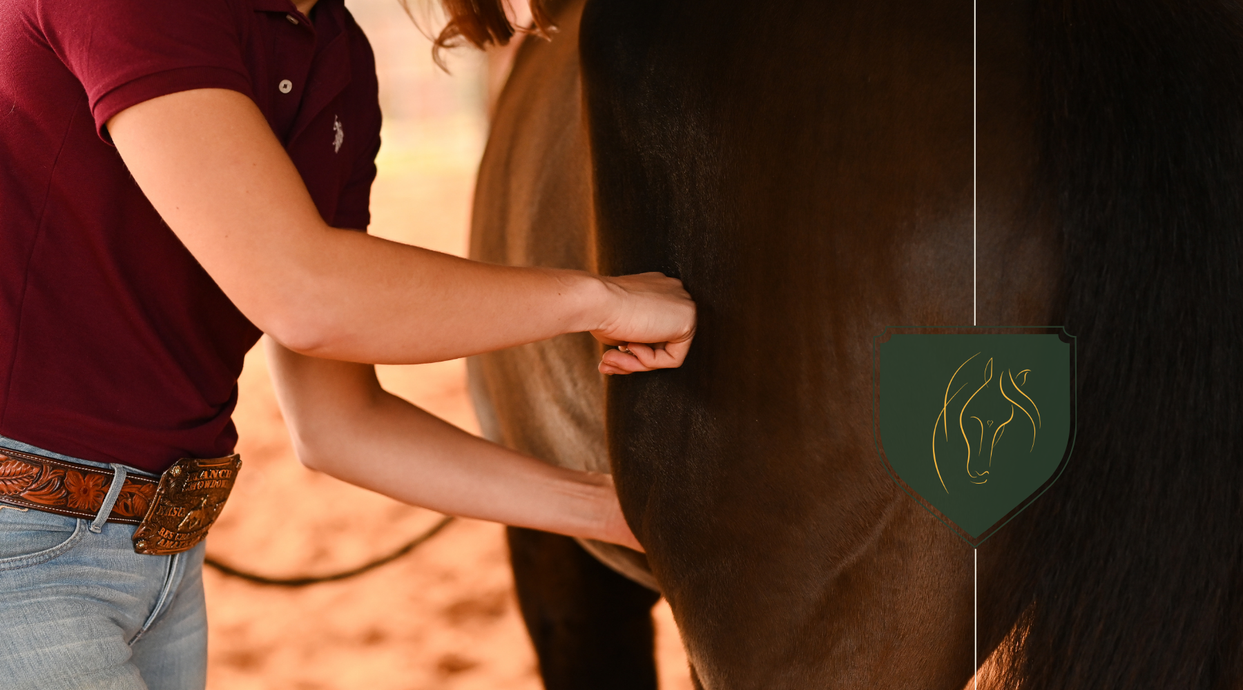 Deep Dive into Equine Massage Therapy: Techniques and Benefits