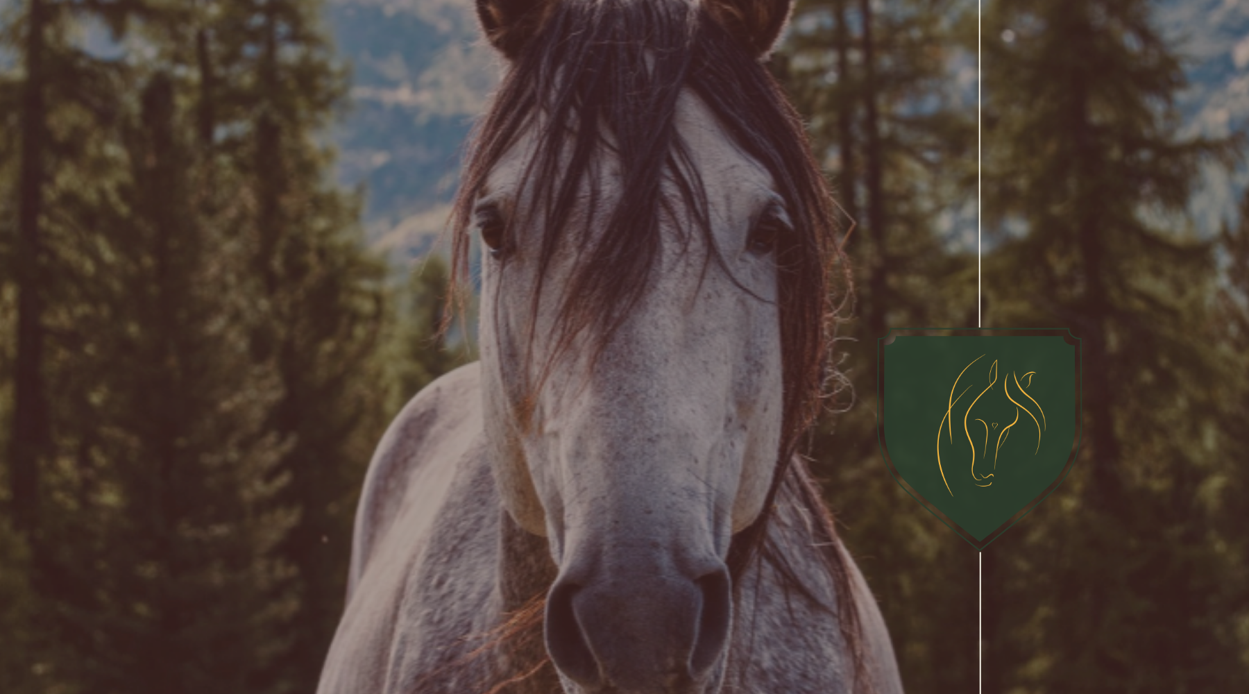 Equine Skin Conditions: First Aid Tips for Effective Management