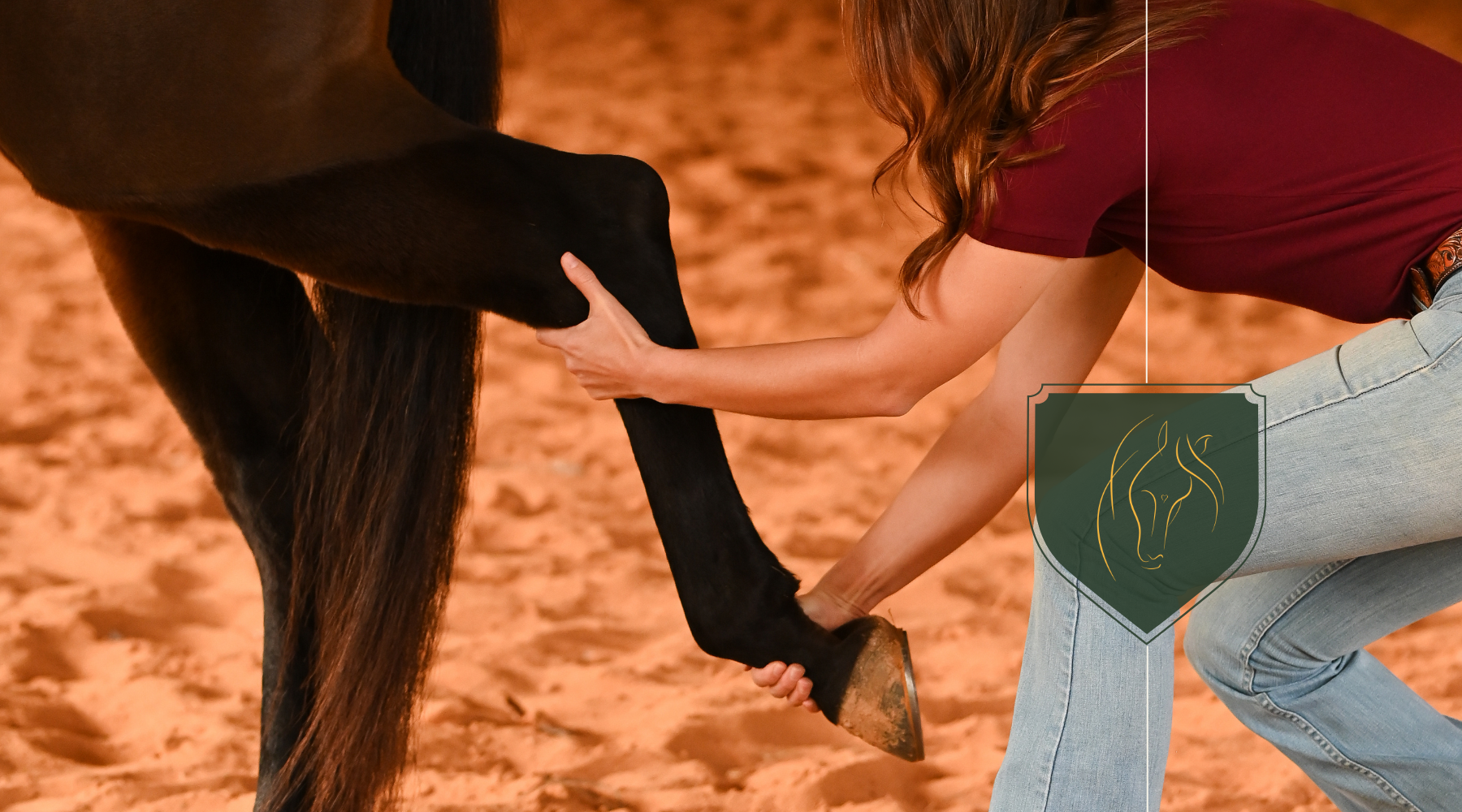 Techniques and Modalities in Equine Bodywork
