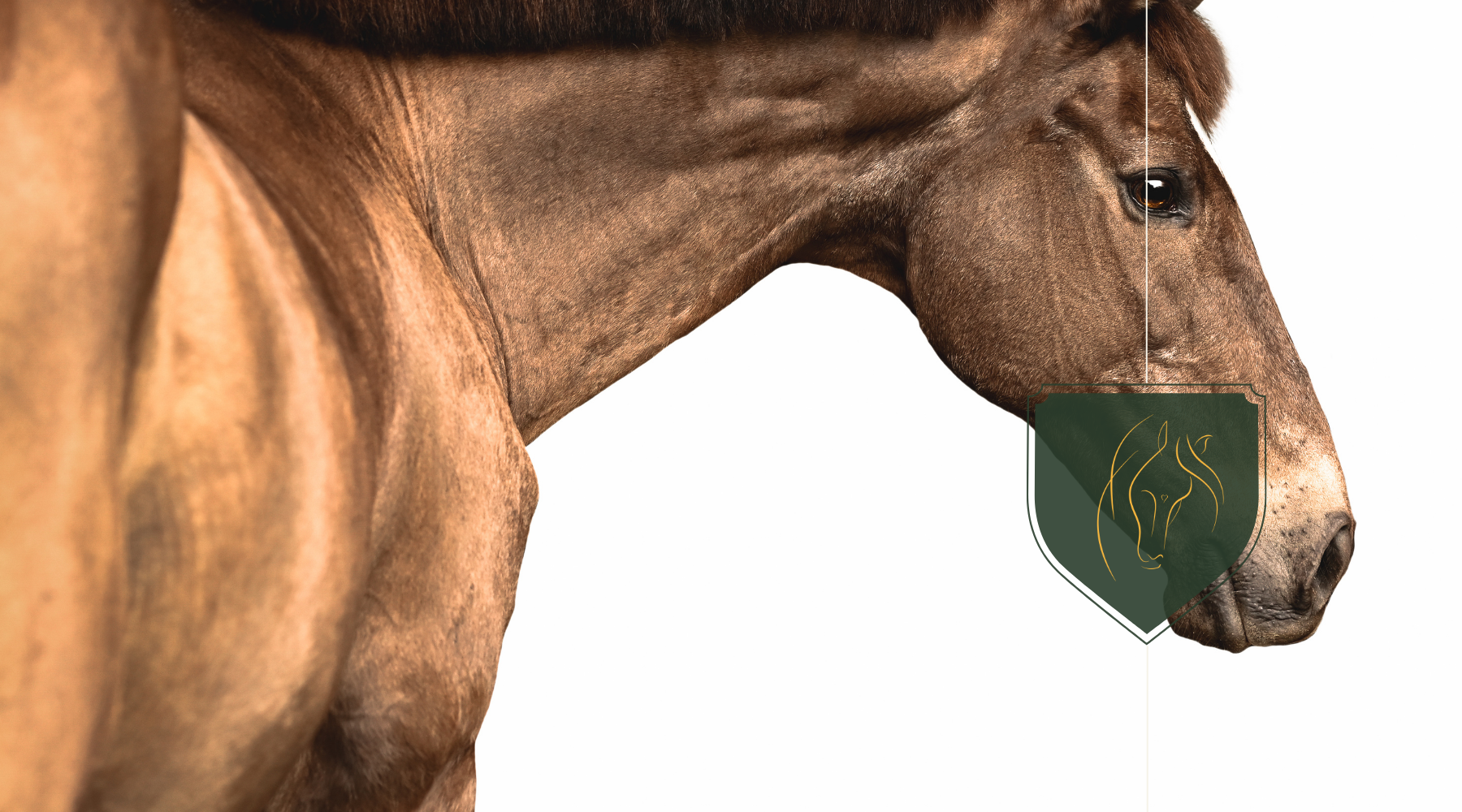 Understanding Equine Anatomy for Effective Bodywork
