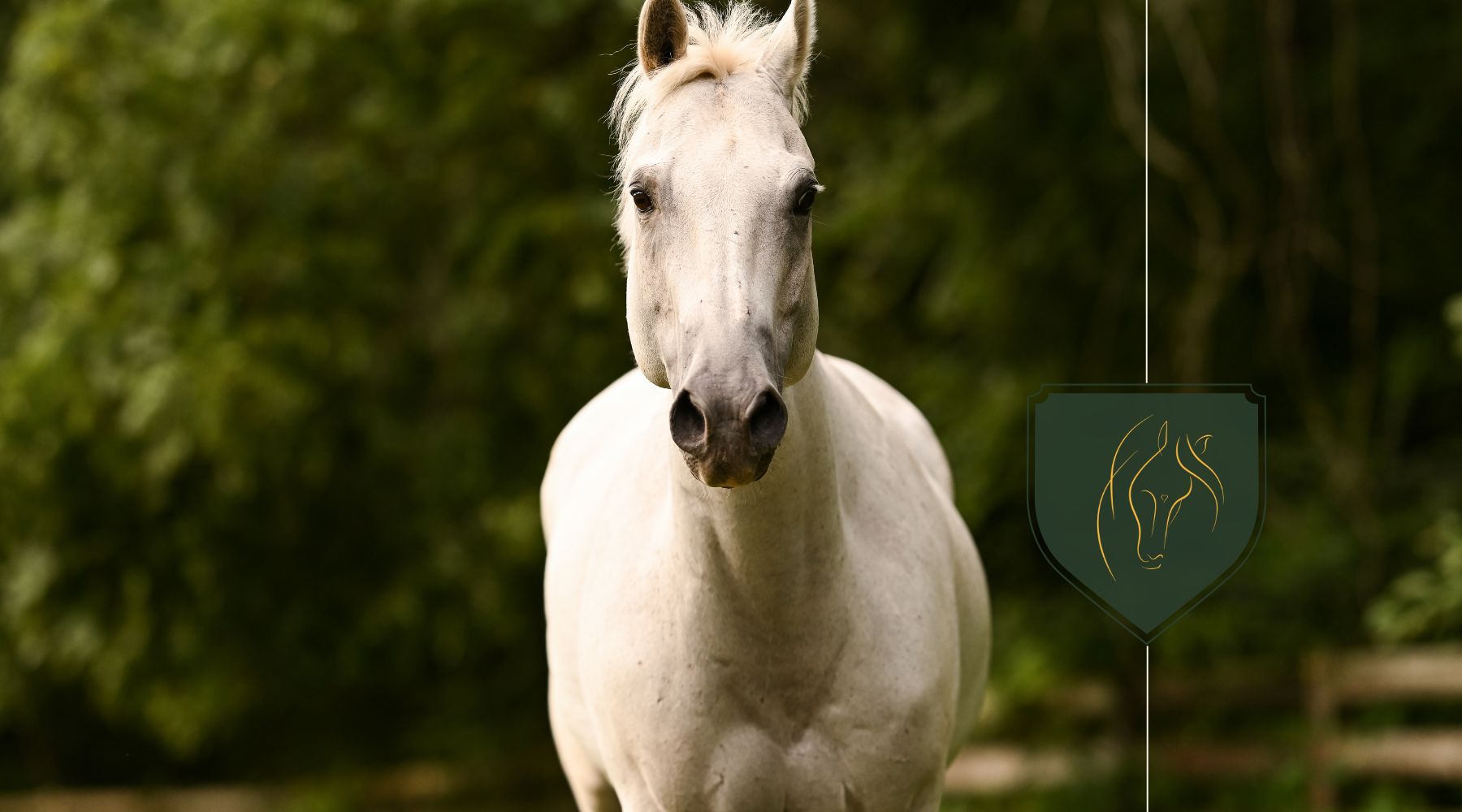 How Long Do Horses Live? Tips for Maximizing Their Lifespan