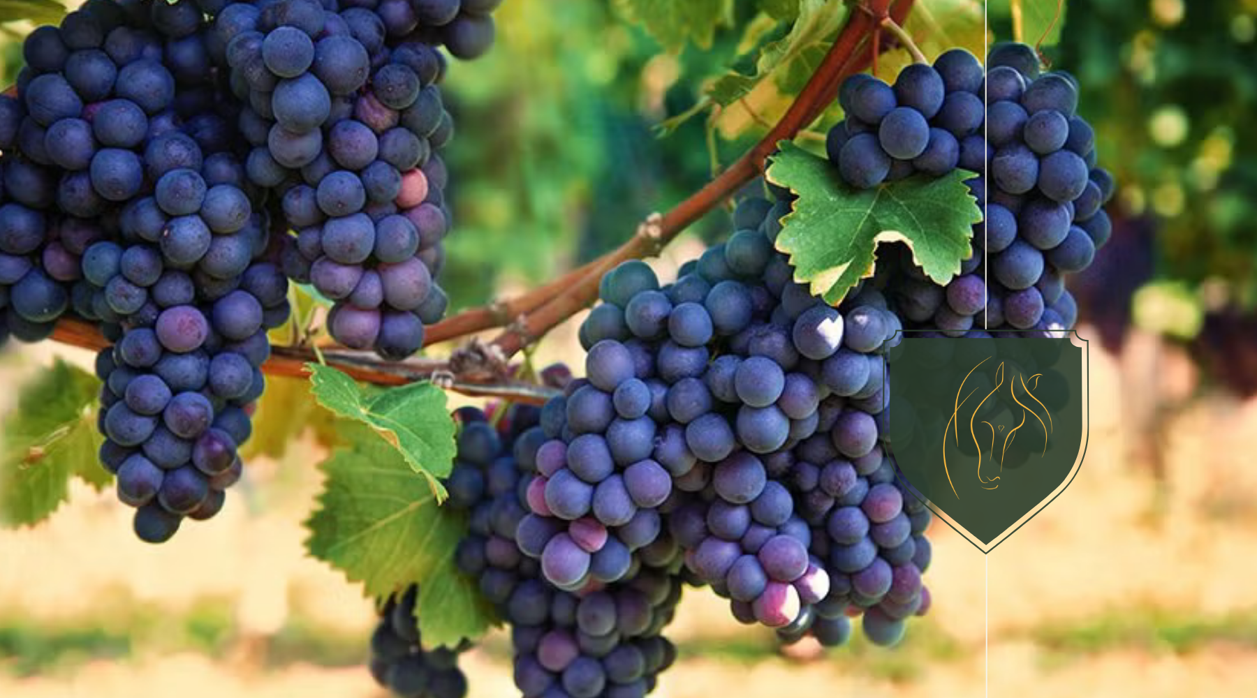 Can Horses Eat Grapes? A Guide to Feeding Fruits Safely