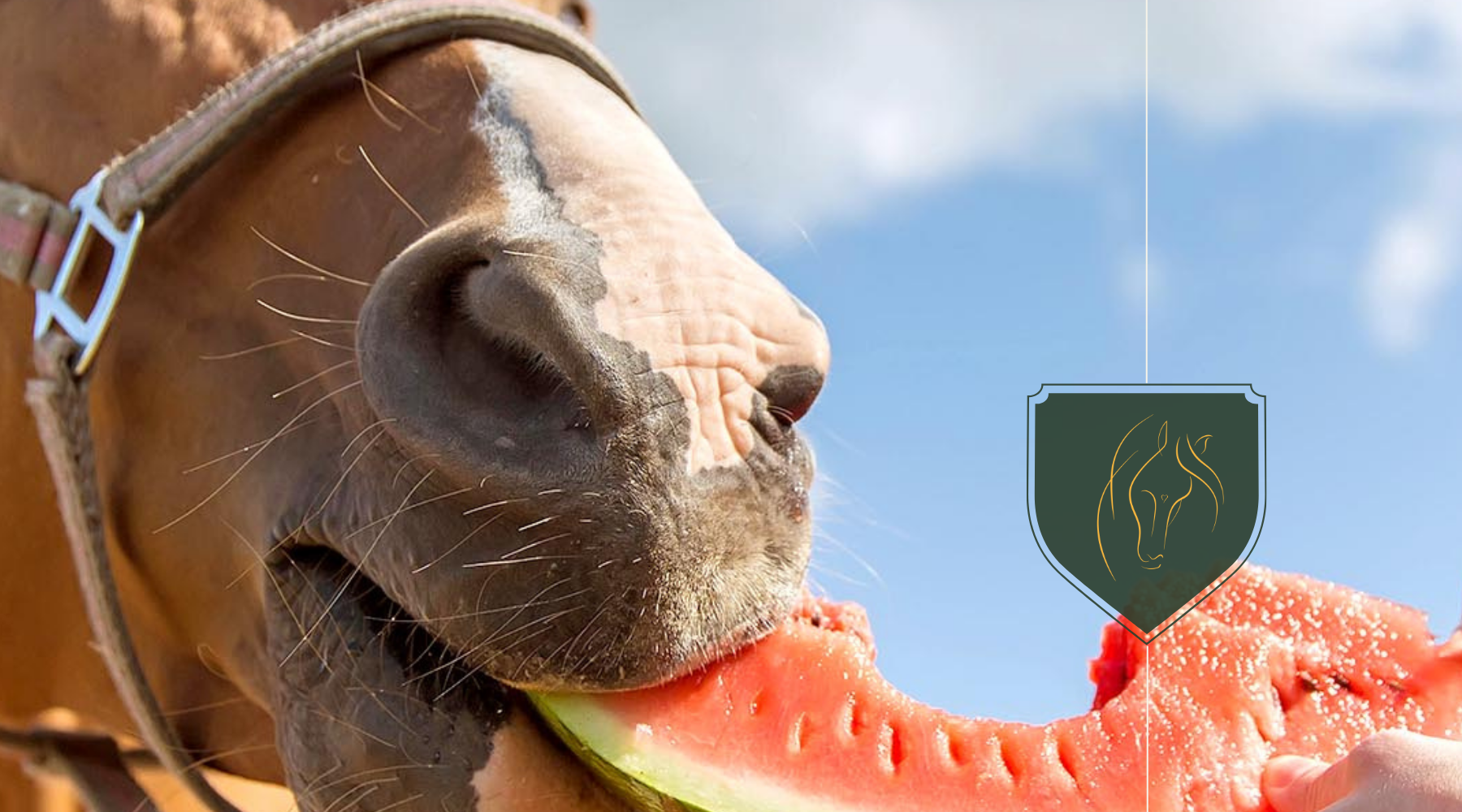 Can Horses Eat Watermelon? Risks, Benefits & Serving Tips