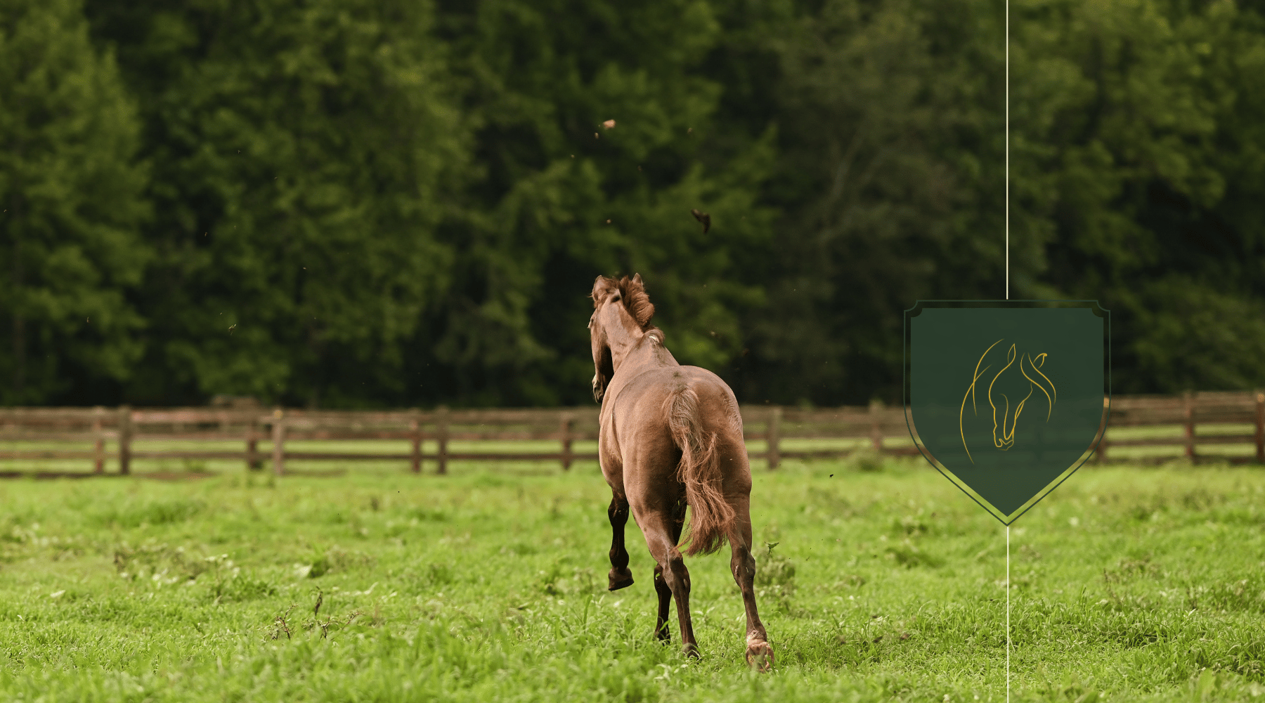 Optimal Land Use: How Many Acres Per Horse for Health & Sustainability