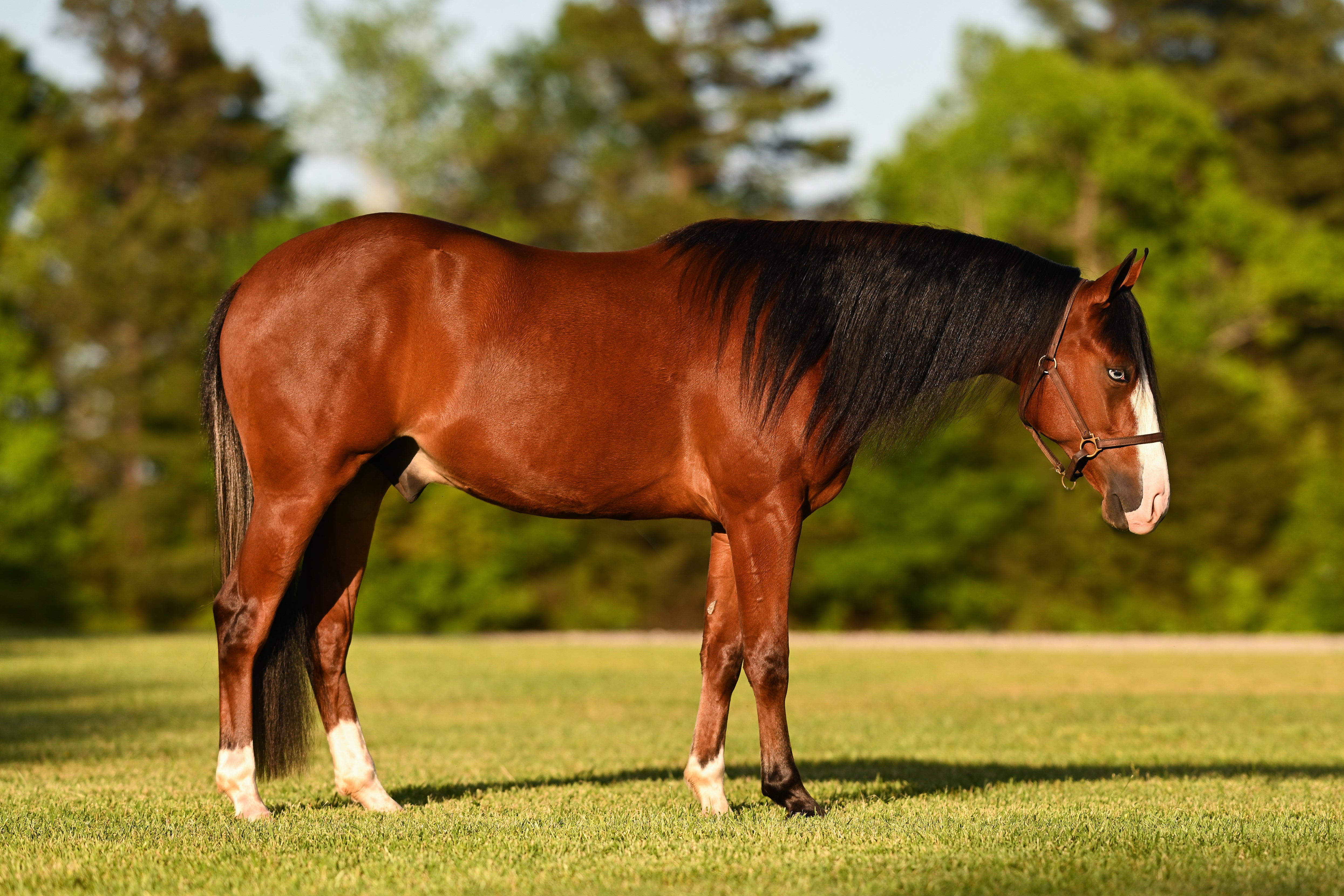 How to Add Equine Science to Your Homeschool Transcript (With Sample Course Descriptions)
