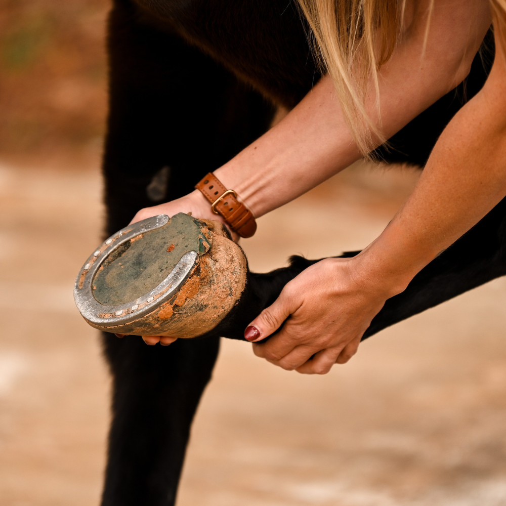 Hoof Care & Lameness