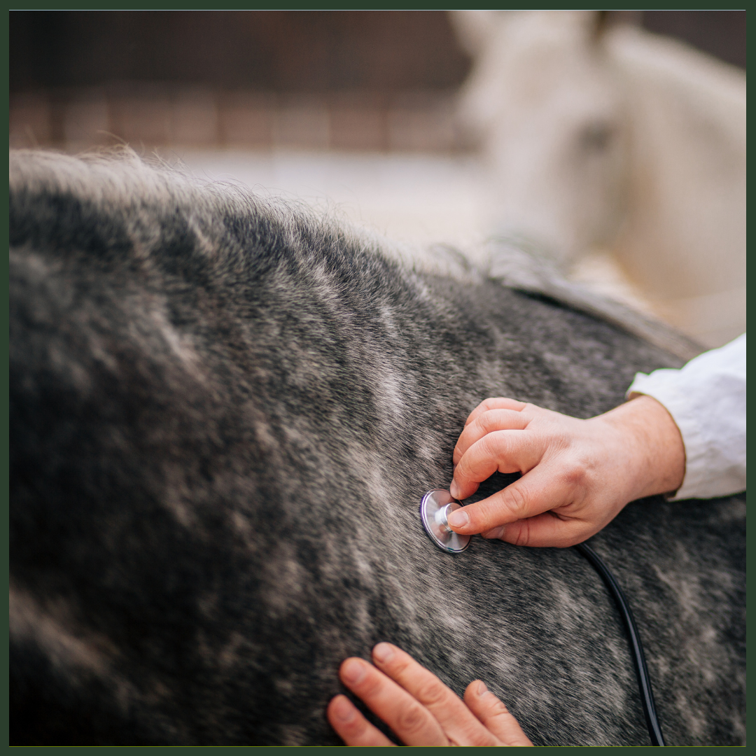 Advanced Equine First Aid: Emergency Response Training for Horse Professionals