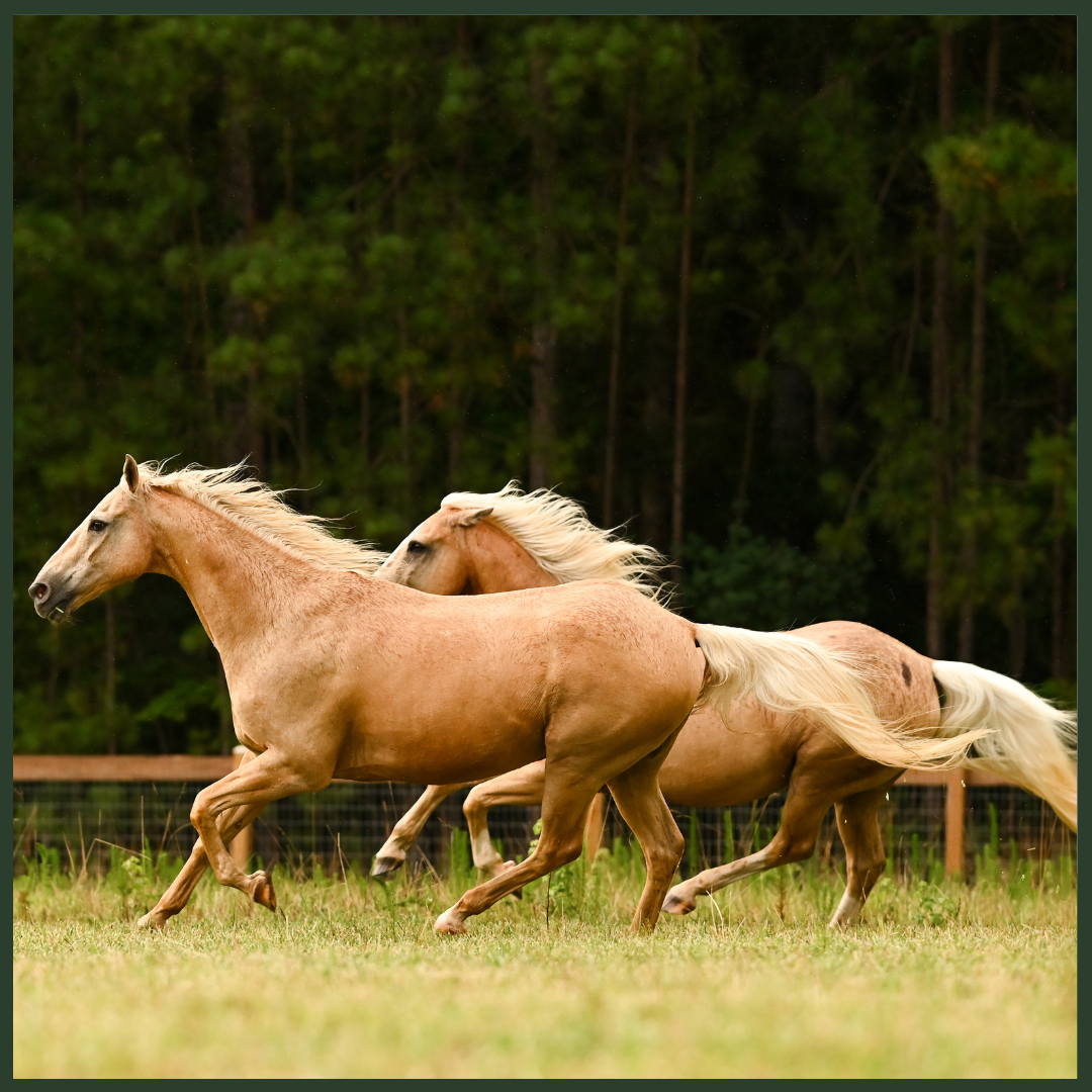 Applied Equine Anatomy: Function, Movement and Maintenance