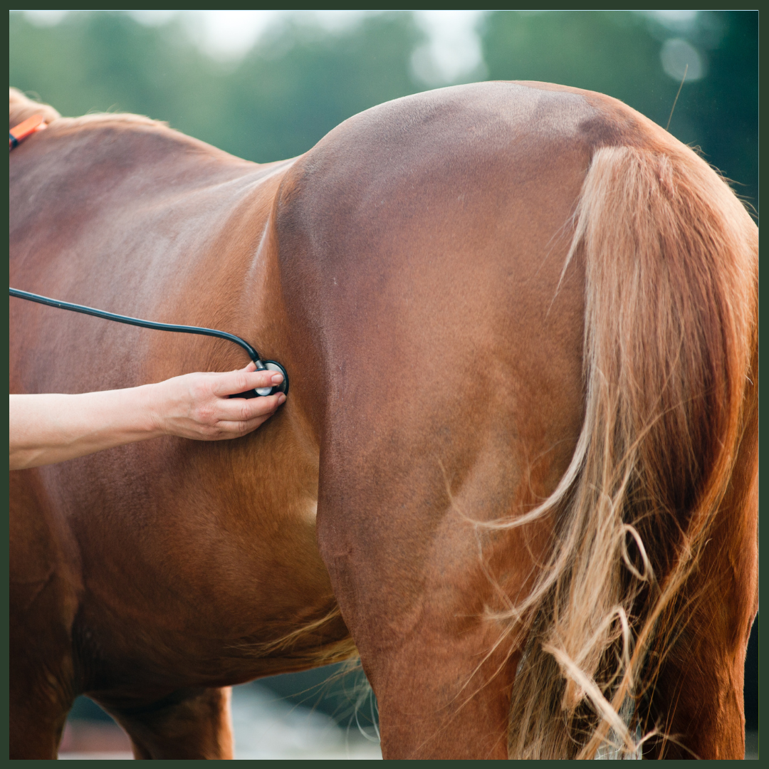 Comprehensive Equine Physical Examination and Restraint Techniques: Safe Practices for Equine Professionals