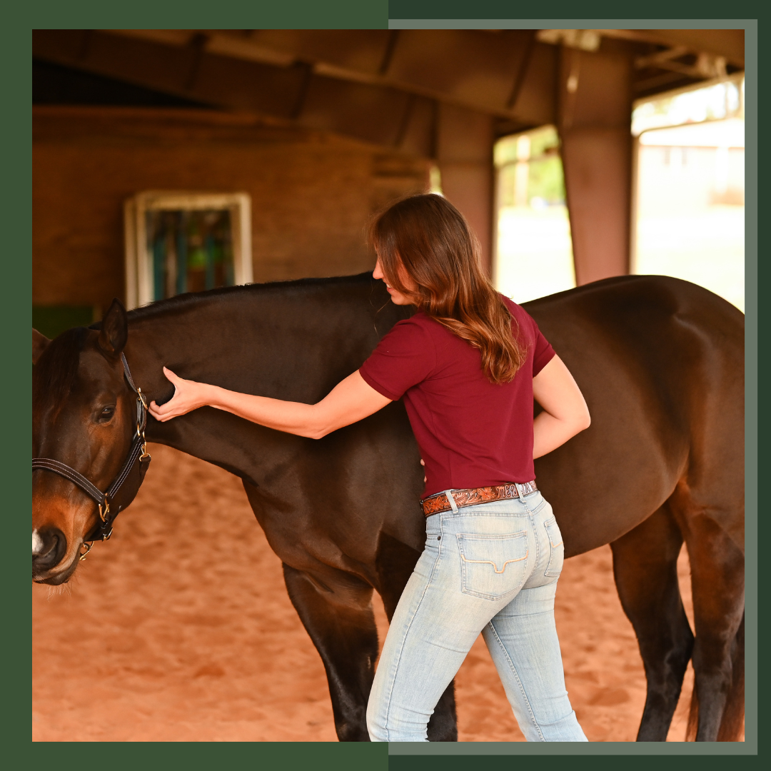 Horse Bodywork and Massage Online