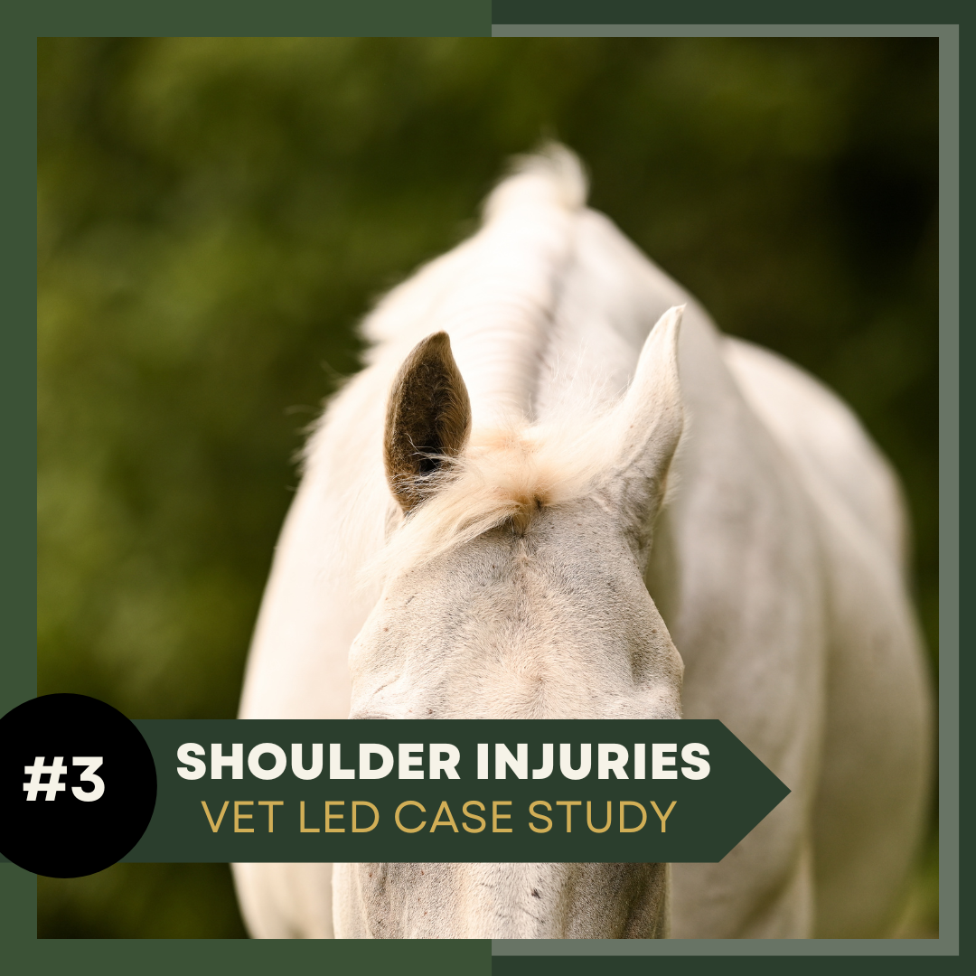 Equine Case Study 3: Shoulder Injuries & Upper Limb Lameness