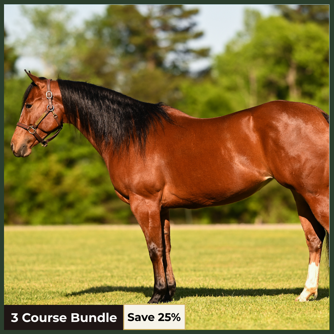 Equine Anatomy, Structure & Movement Pro Bundle