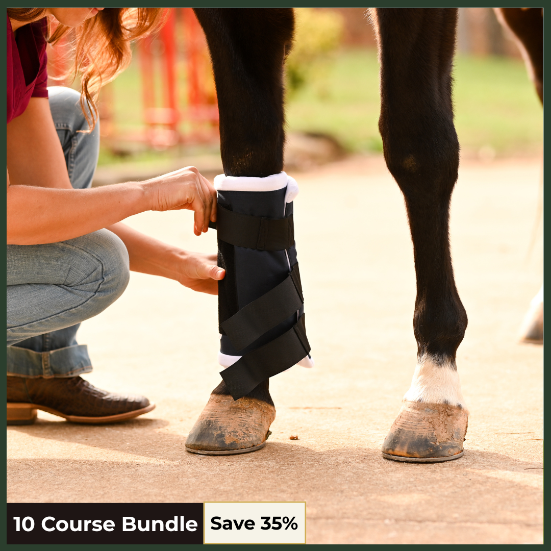Equine Vet Technician Fundamentals - Pt. 1