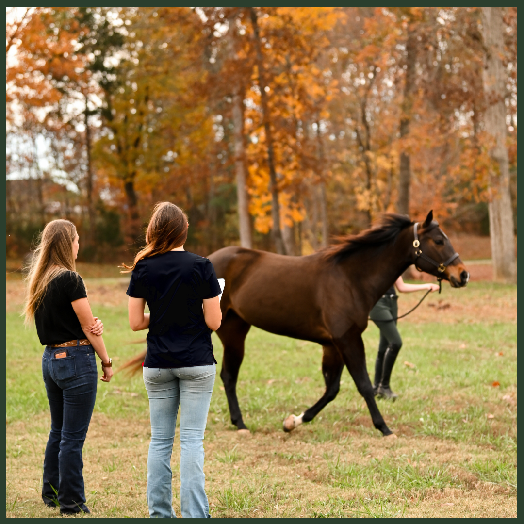 Fundamentals of Lameness Evaluation: Diagnosing and Managing Lameness in Horses