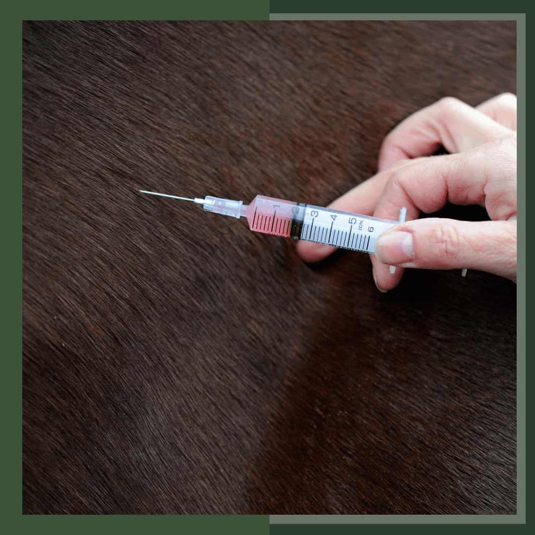 Equine vet tech, horse vet tech, horse emergency care, horse education,