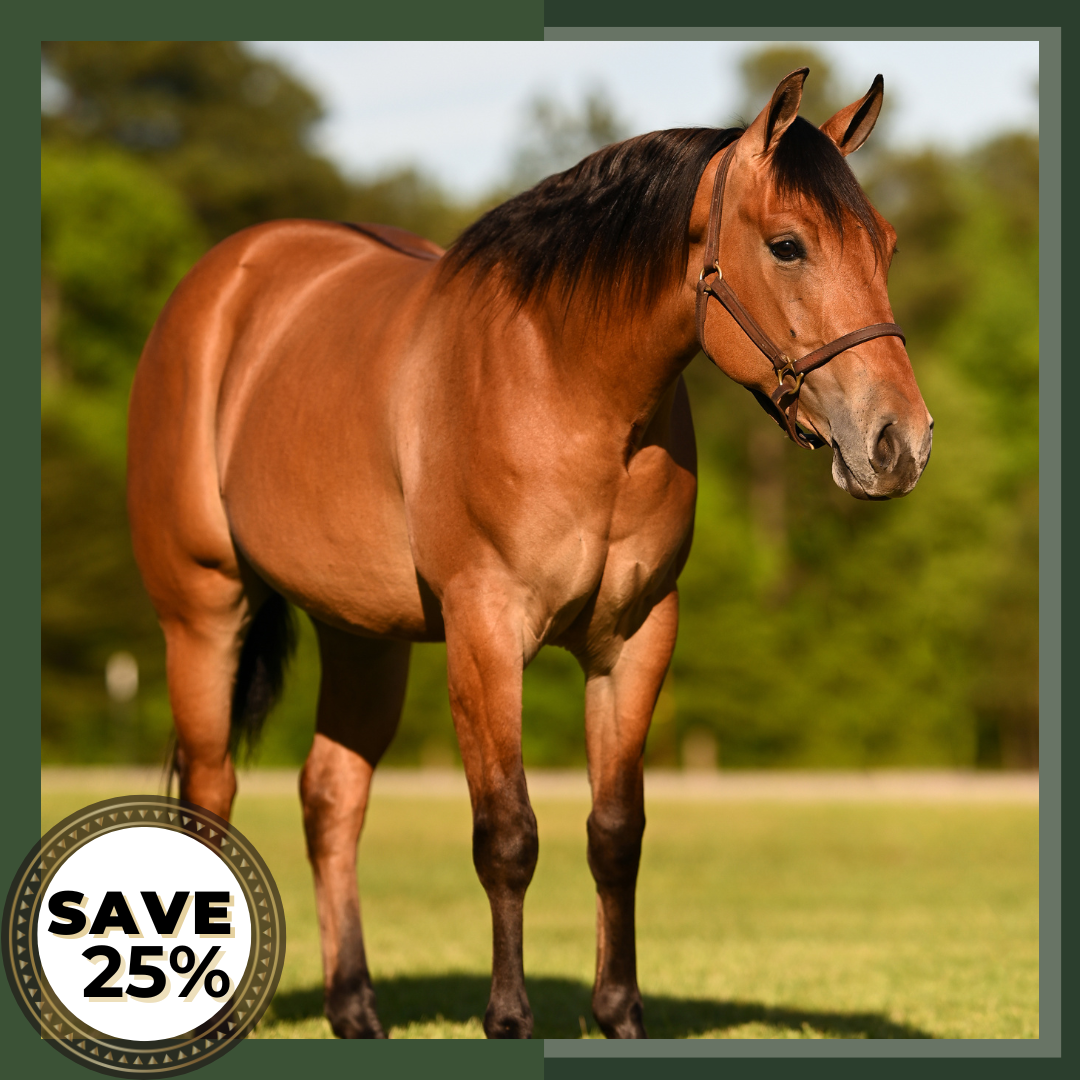 Equine Structure & Movement Bundle