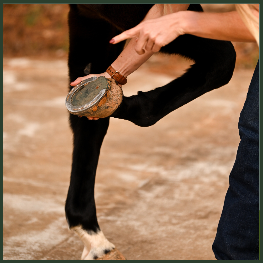 The Equine Hoof: Inside-Out Care for Soundness and Performance