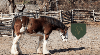 Top 5 Largest Horse Breeds: Discover the Majestic Giants of the Equine