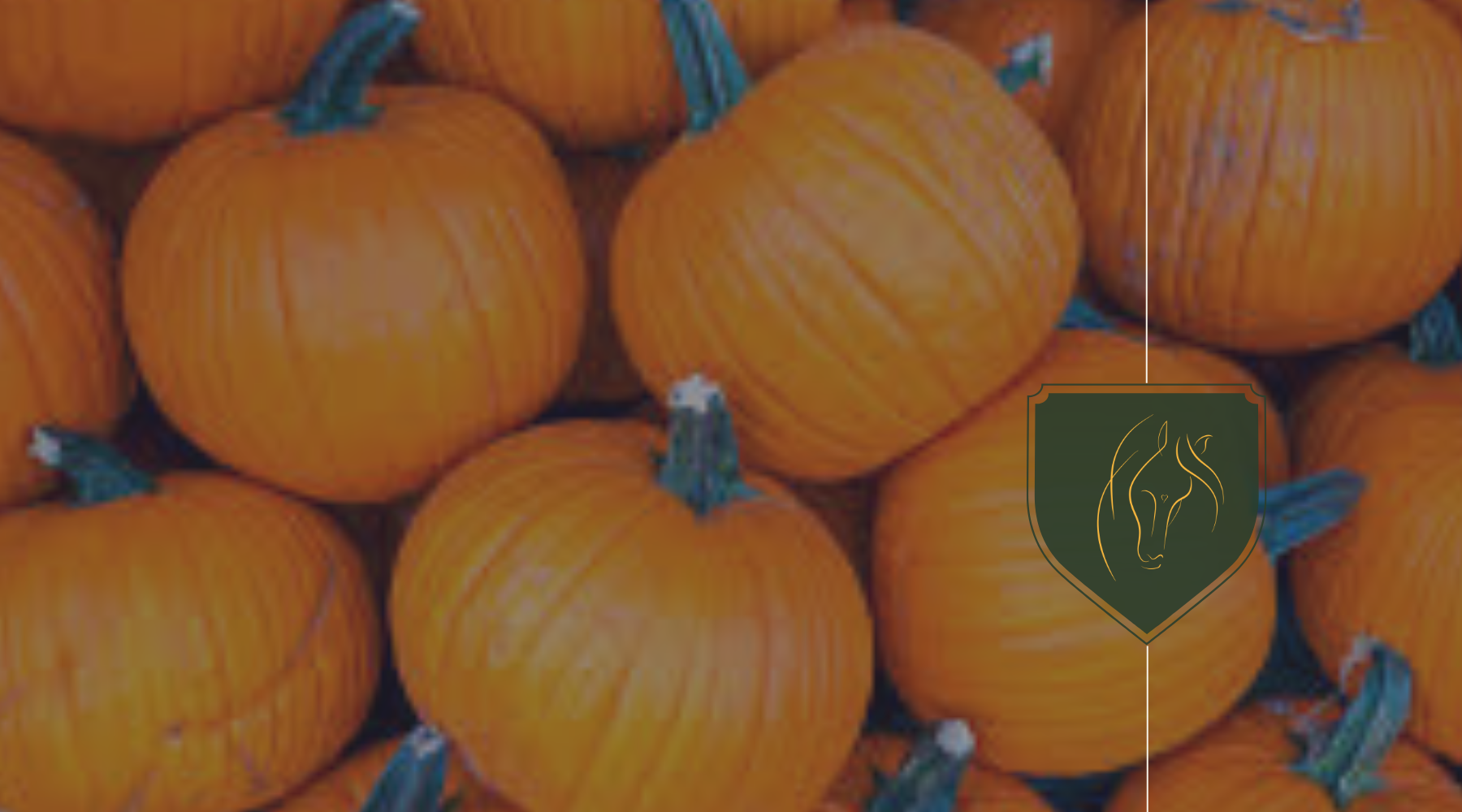 Can Horses Eat Pumpkin? Safe Feeding Tips and Precautions