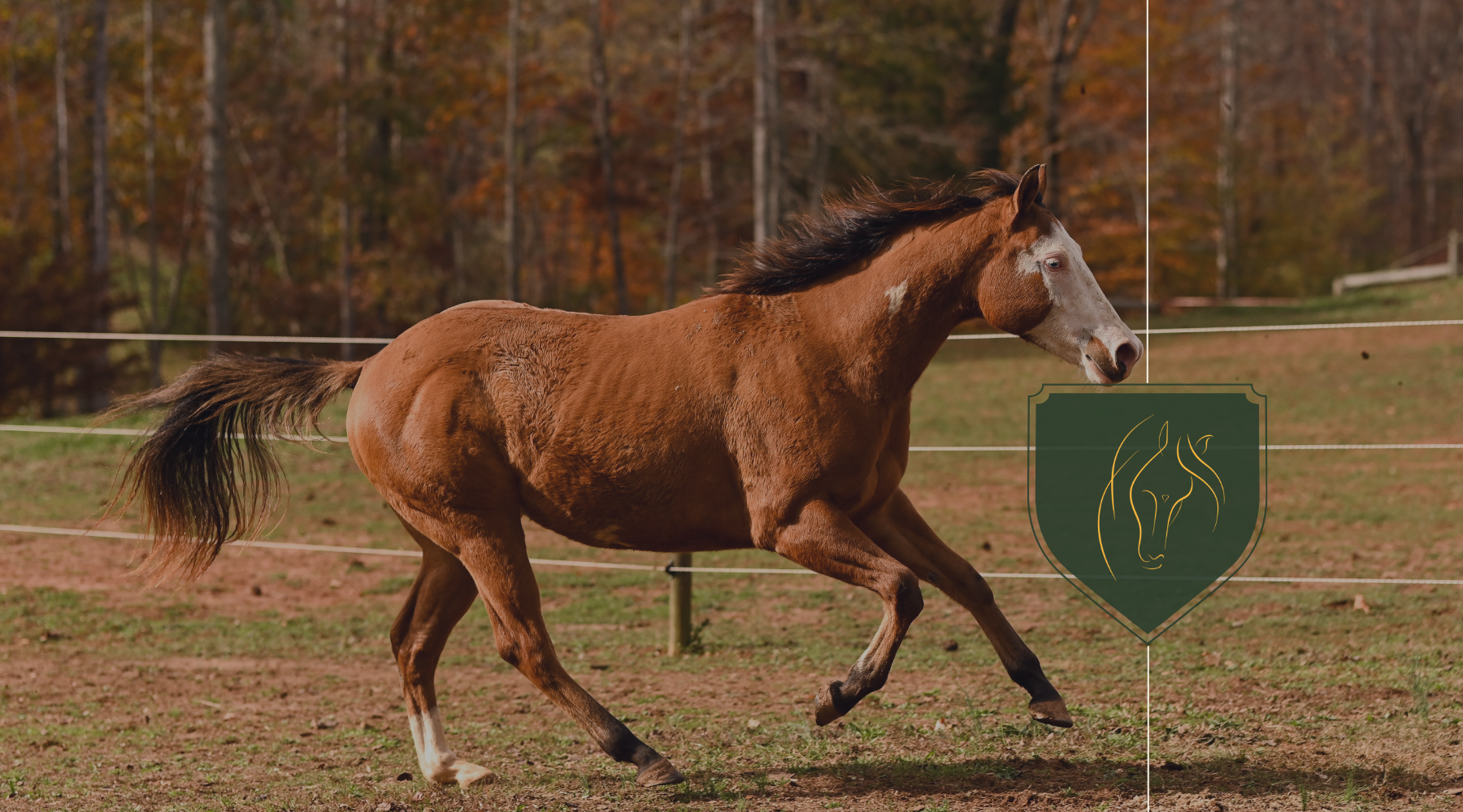 Equine Biomechanics, Structural Integration Therapy and Restoring Optimal Athleticism,Part 1