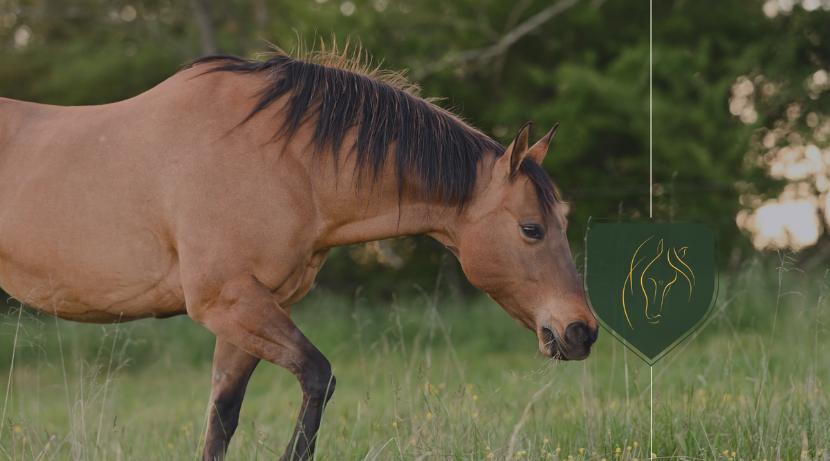 Stunning Handling Competition Horses With Grazing Issues image