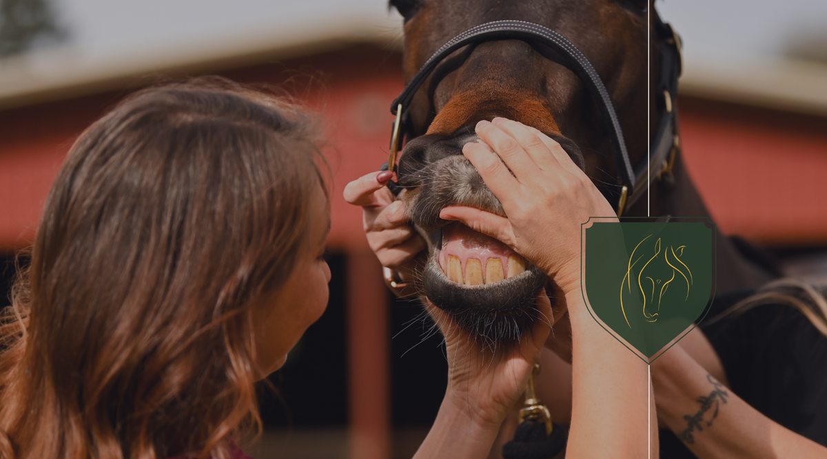 The Importance of Equine Dental Care: Ensuring Your Horse’s Health and ...