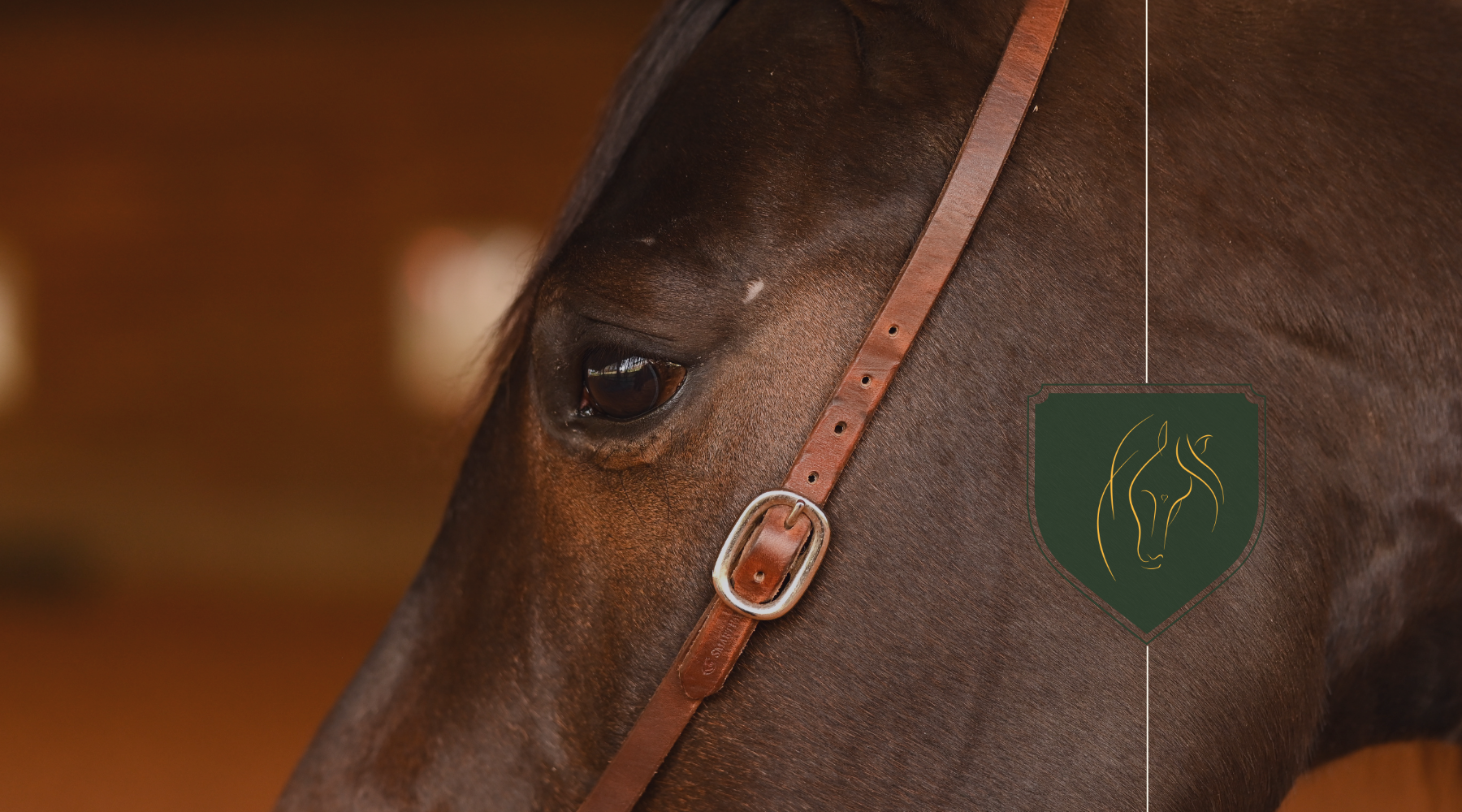 The Fascinating World of Equine Vision