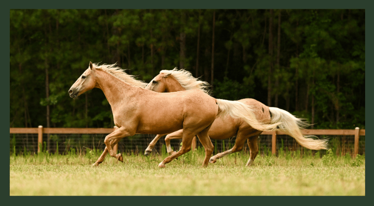 Five Early Signs Your Horse’s Hooves Need Attention