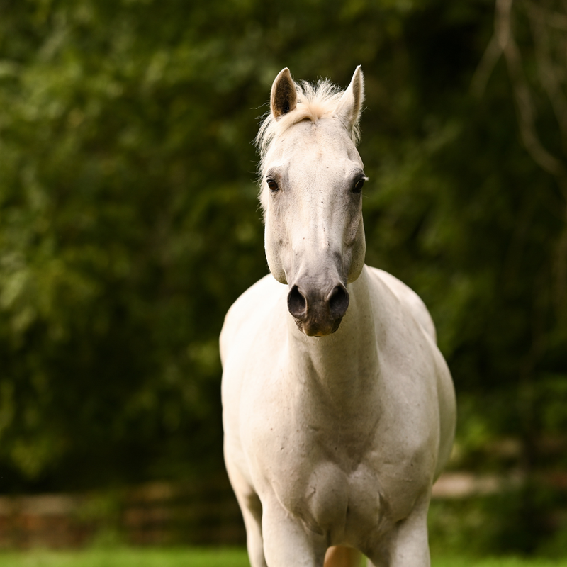 Find My Equine Science Course | The Equine InstituteEquine Science Course